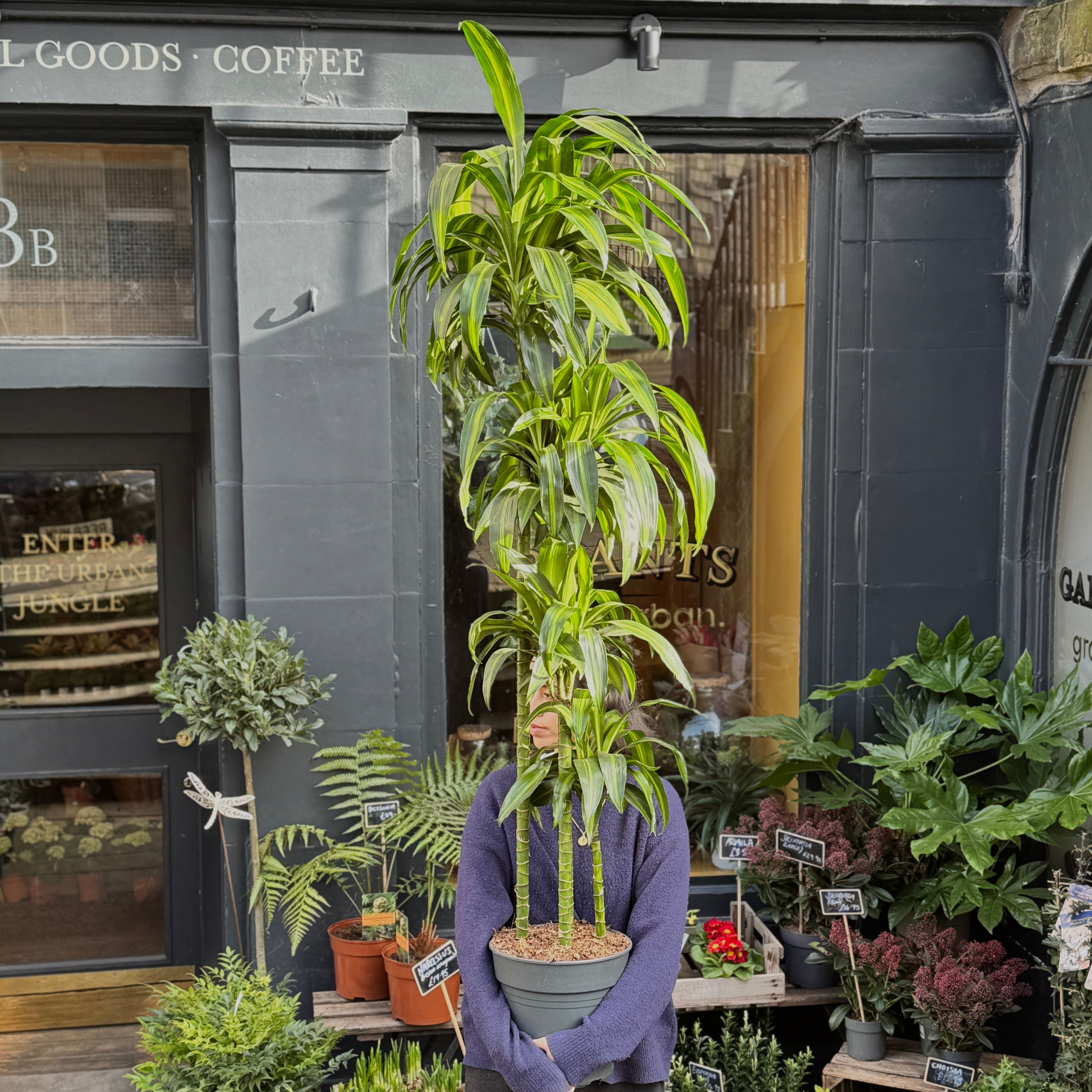 Dracaena 'Hawaiian Sunshine' (180cm)