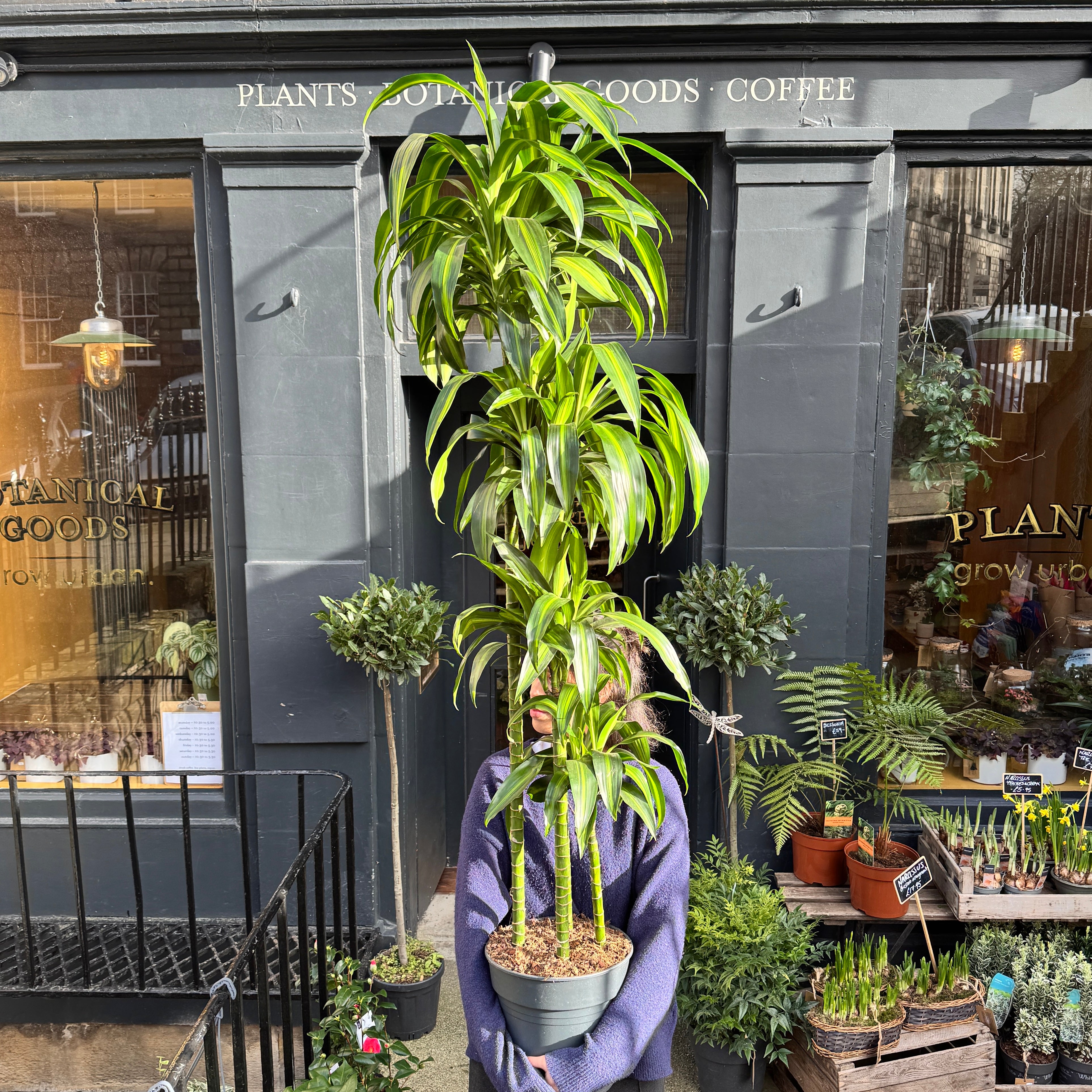 Dracaena 'Hawaiian Sunshine' (180cm)