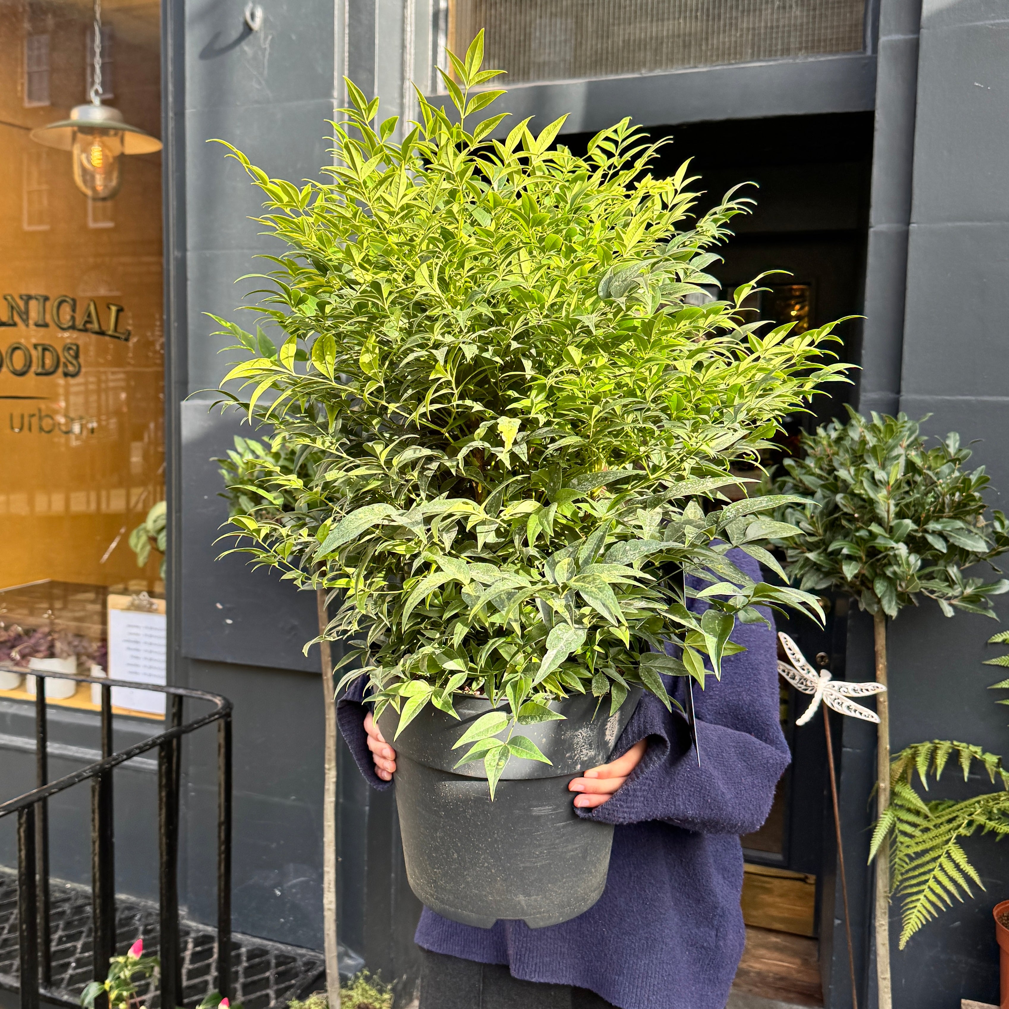 Nandina domestica ‘Lemon & Lime’