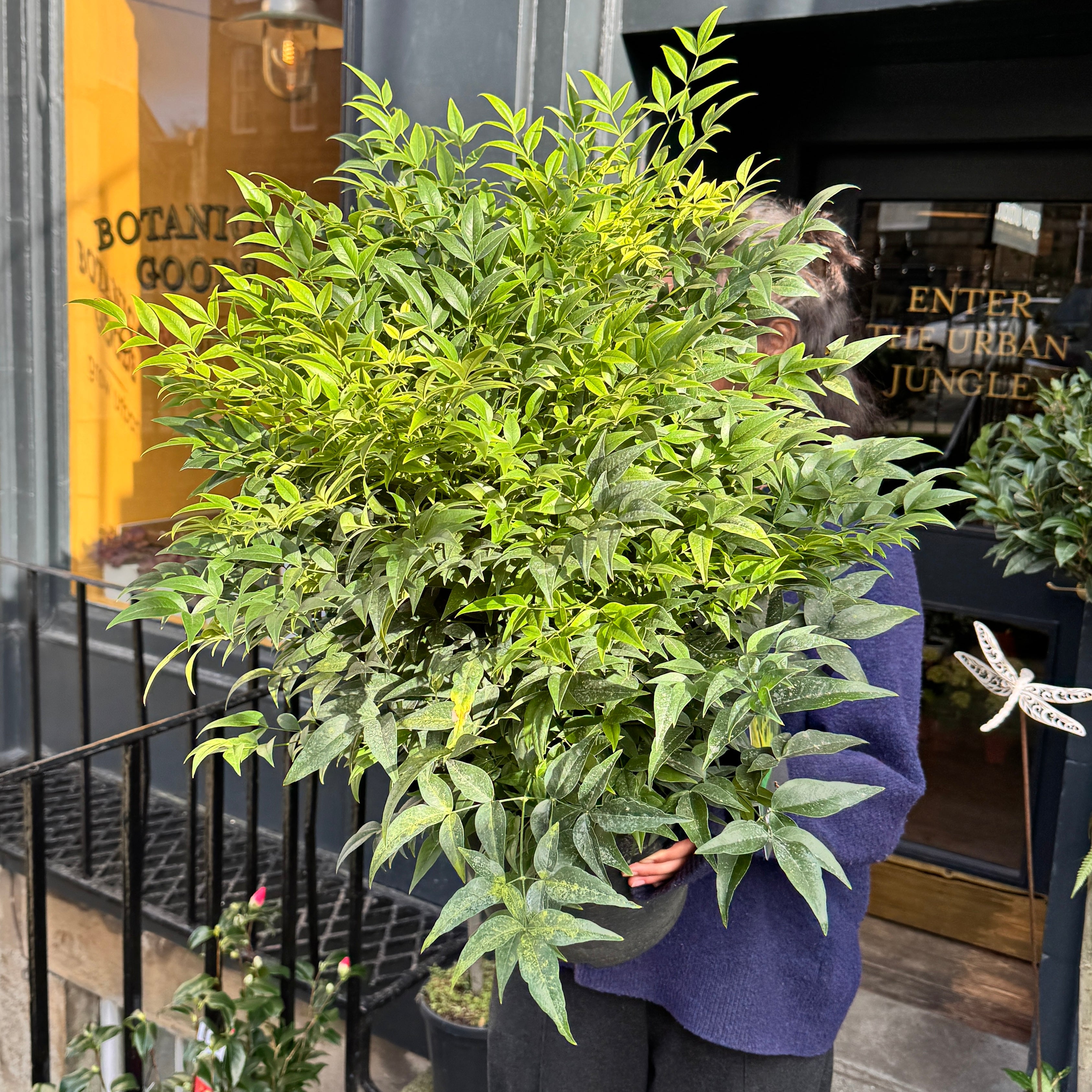 Nandina domestica ‘Lemon & Lime’