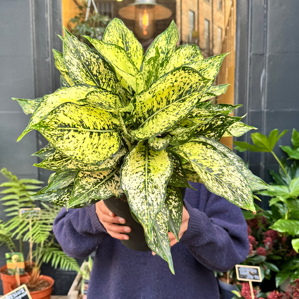aglaonema houseplant 411 Aglaonema 'White Kiwi'