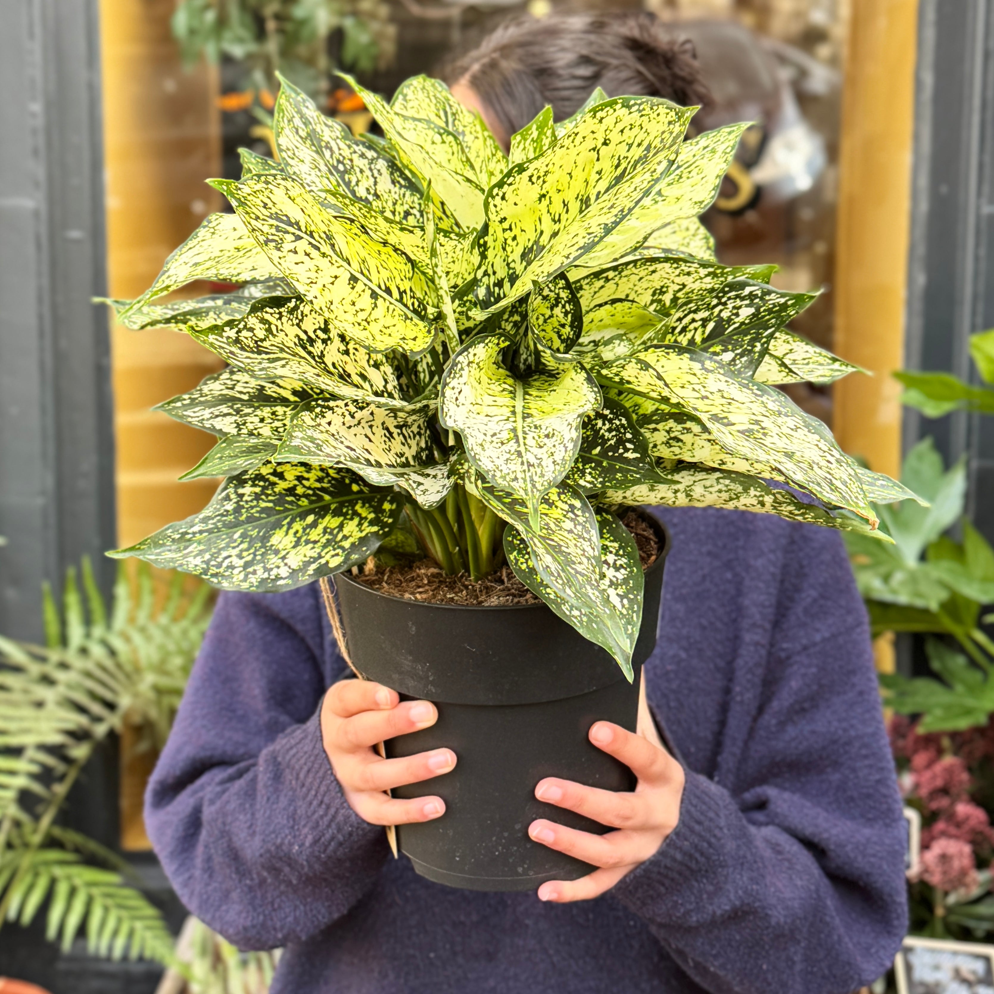 Aglaonema 'White Kiwi' XL