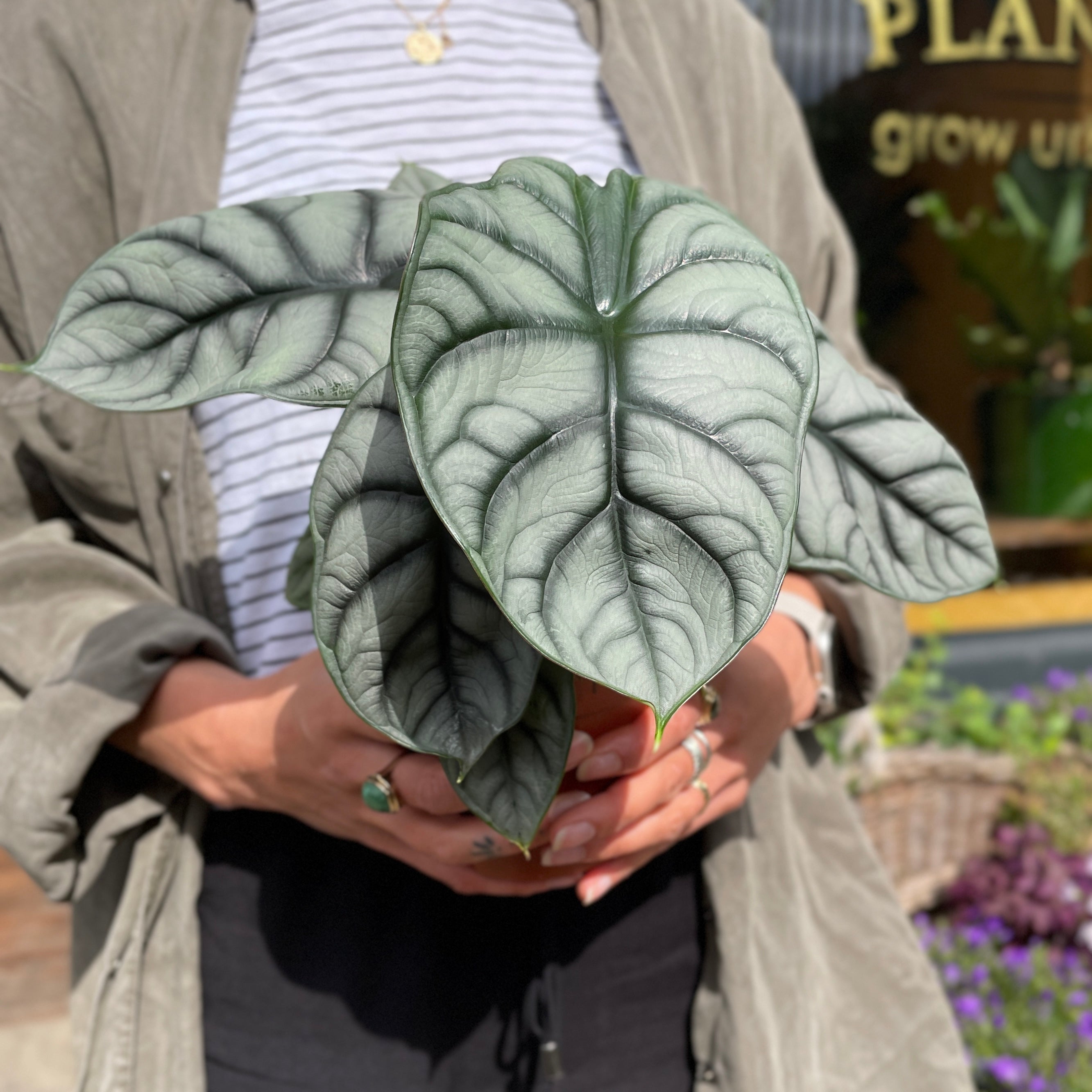 Alocasia ‘Silver Dragon’ (12cm pot)