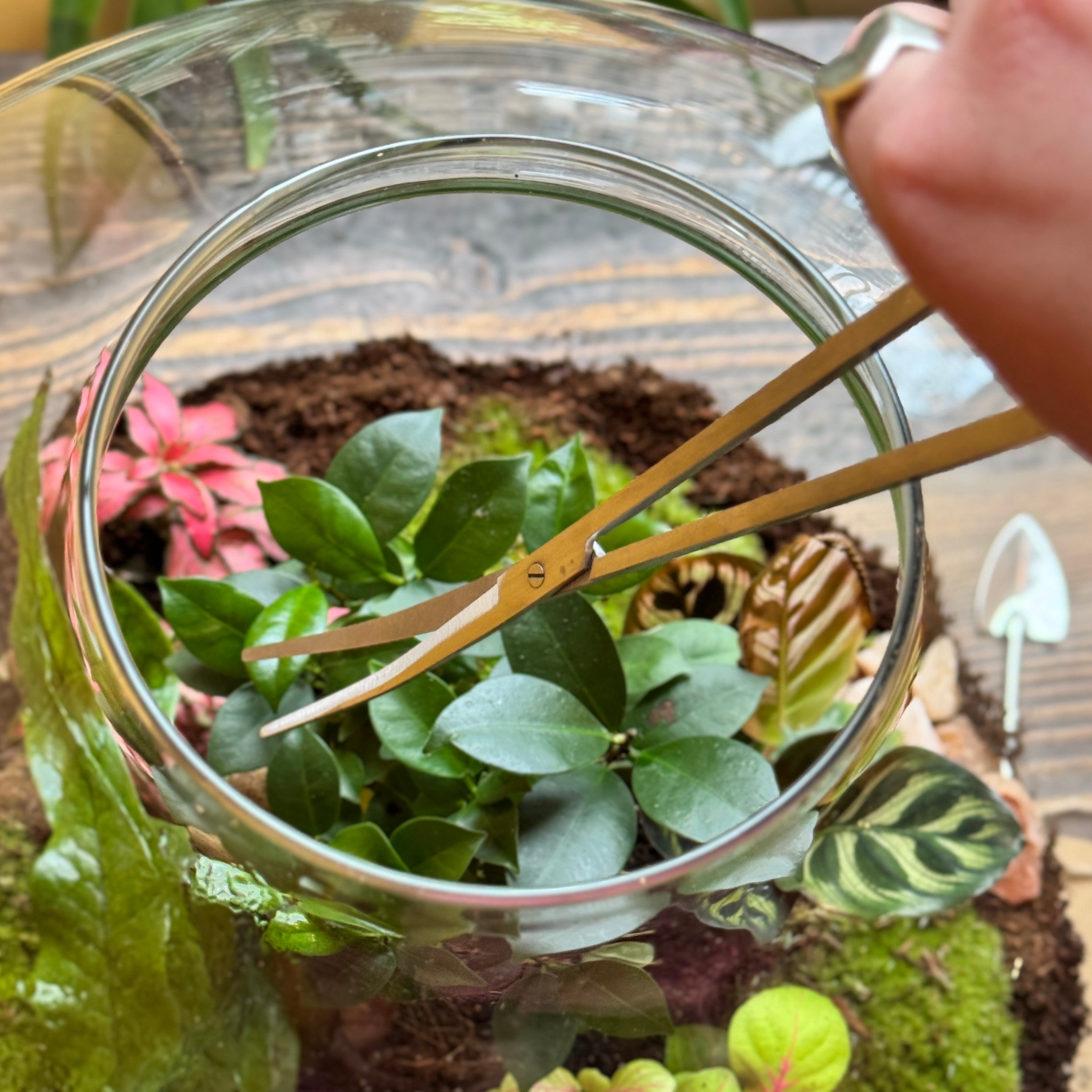 Terrarium Angled Scissors