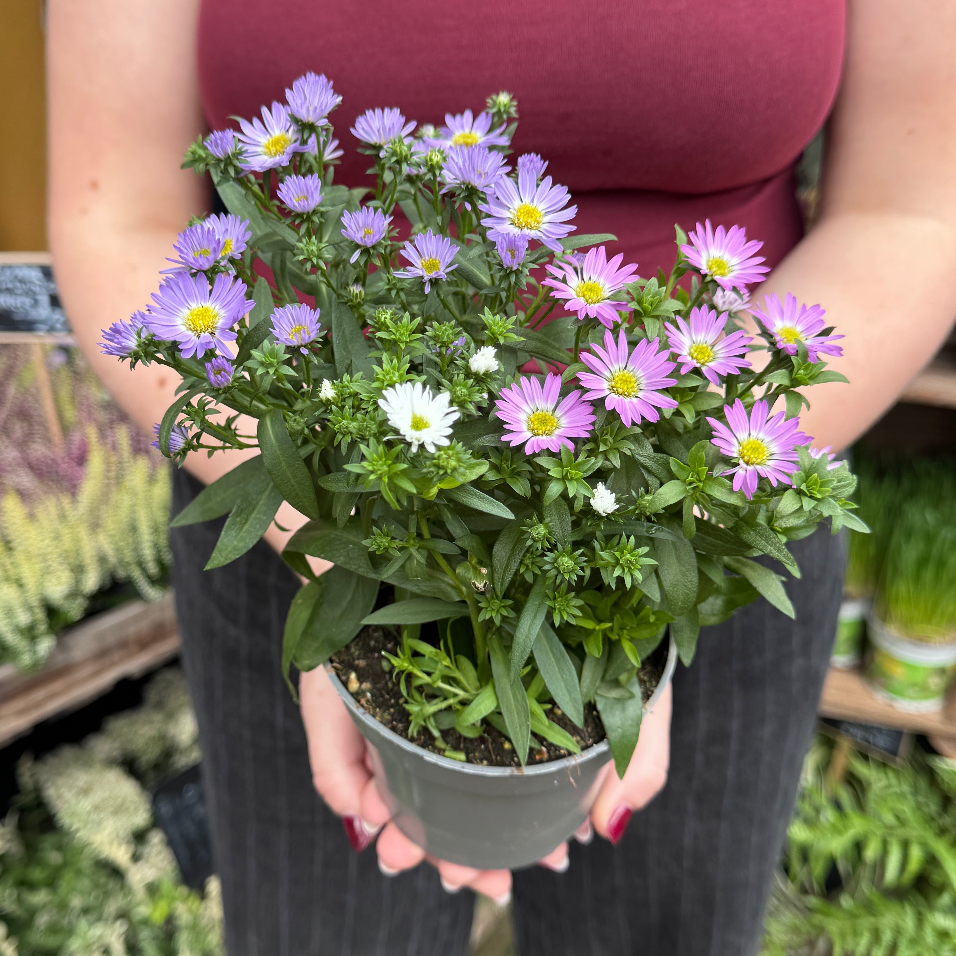 Aster ‘Starletta’ Mix