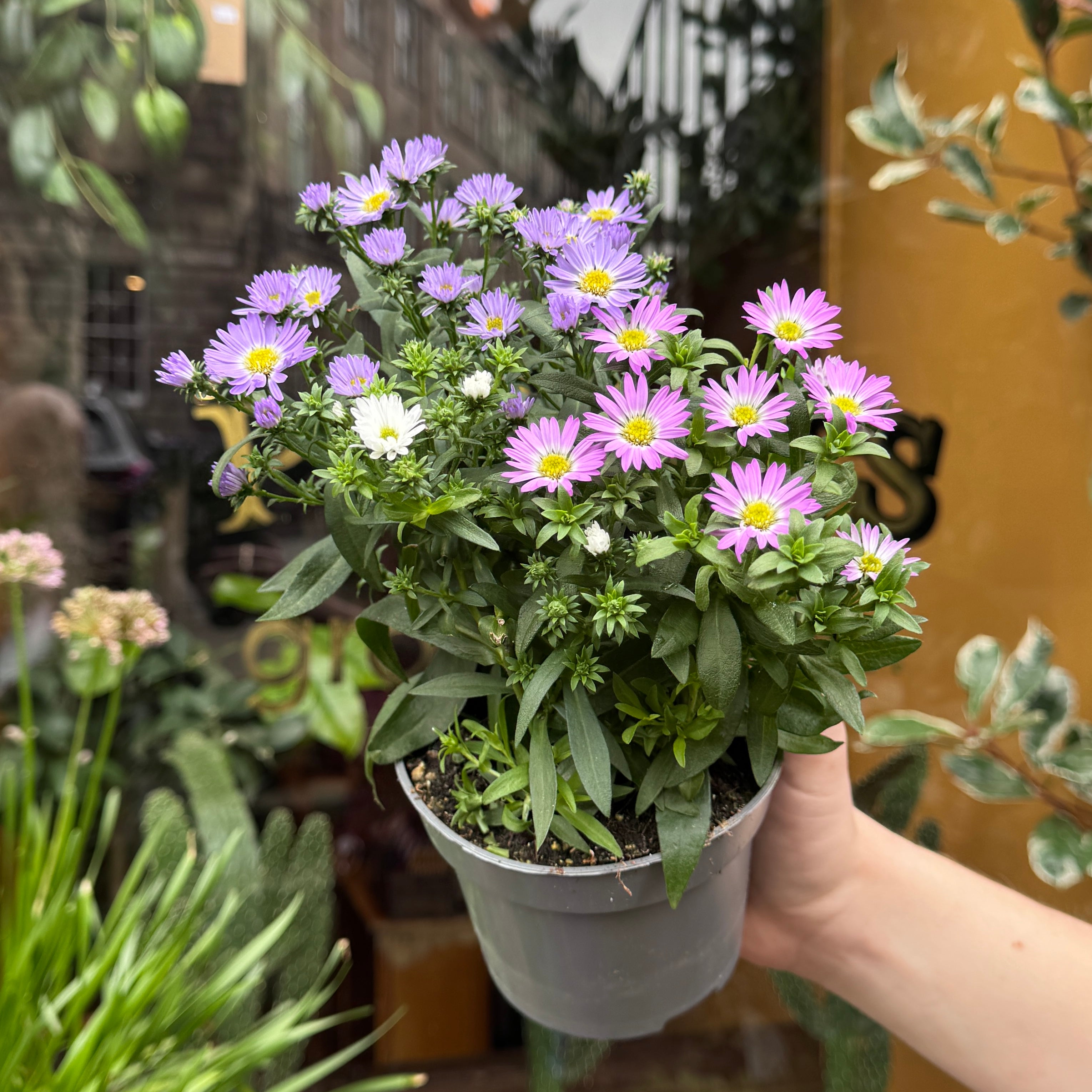 Aster ‘Starletta’ Mix