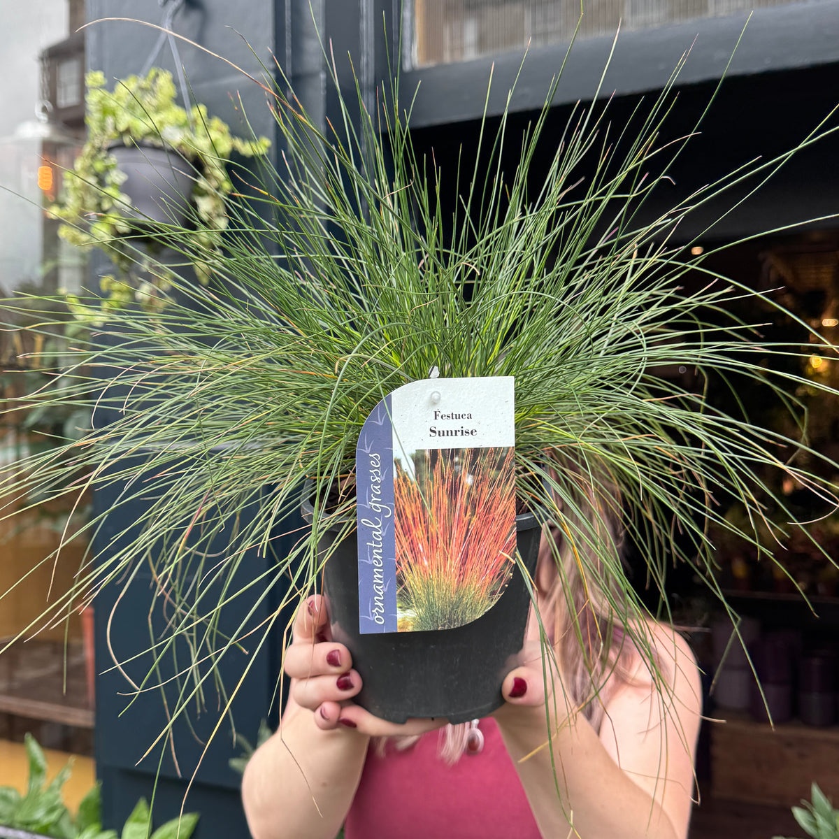 Festuca glauca Sunrise (‘Miedzianobrody’)