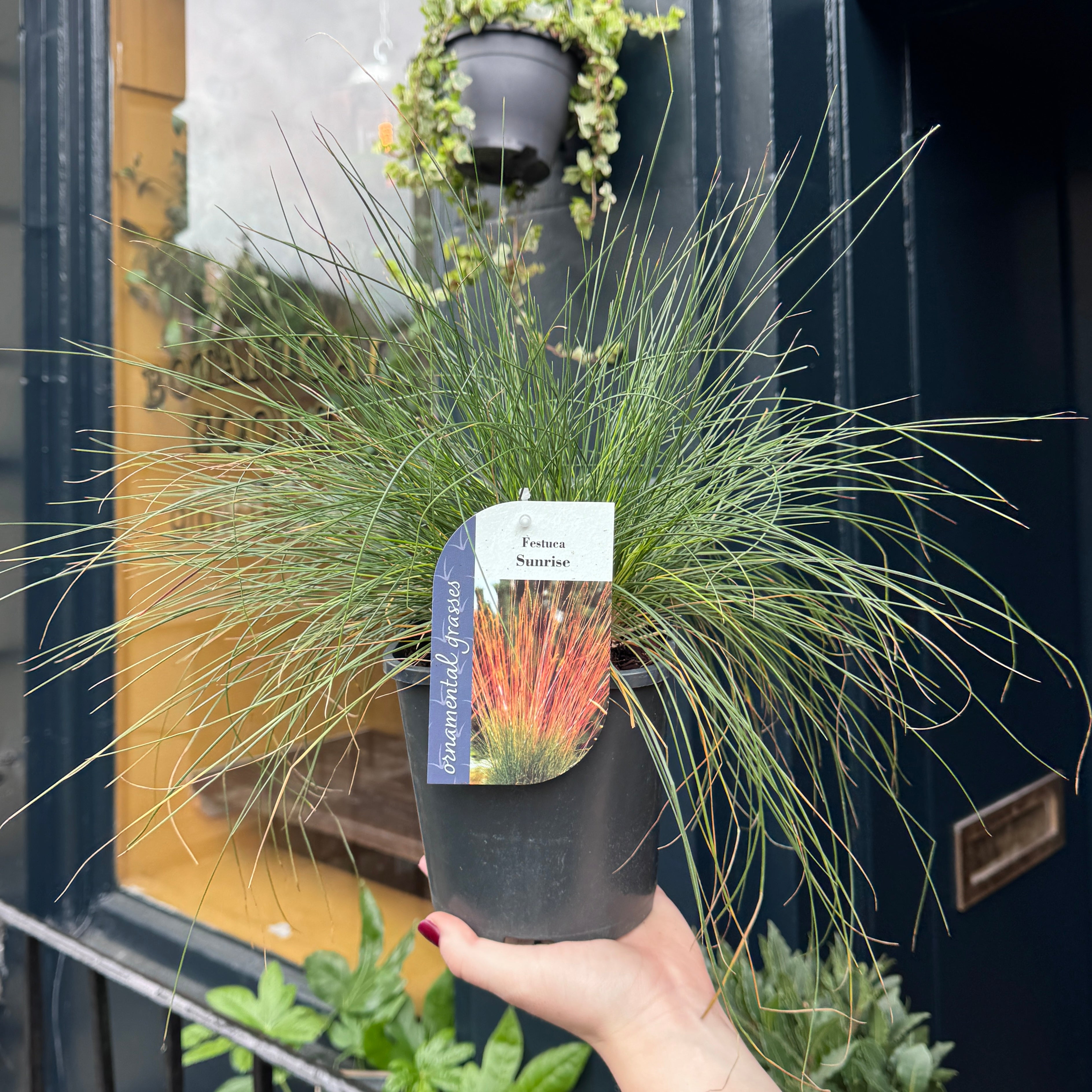Festuca glauca Sunrise (‘Miedzianobrody’)
