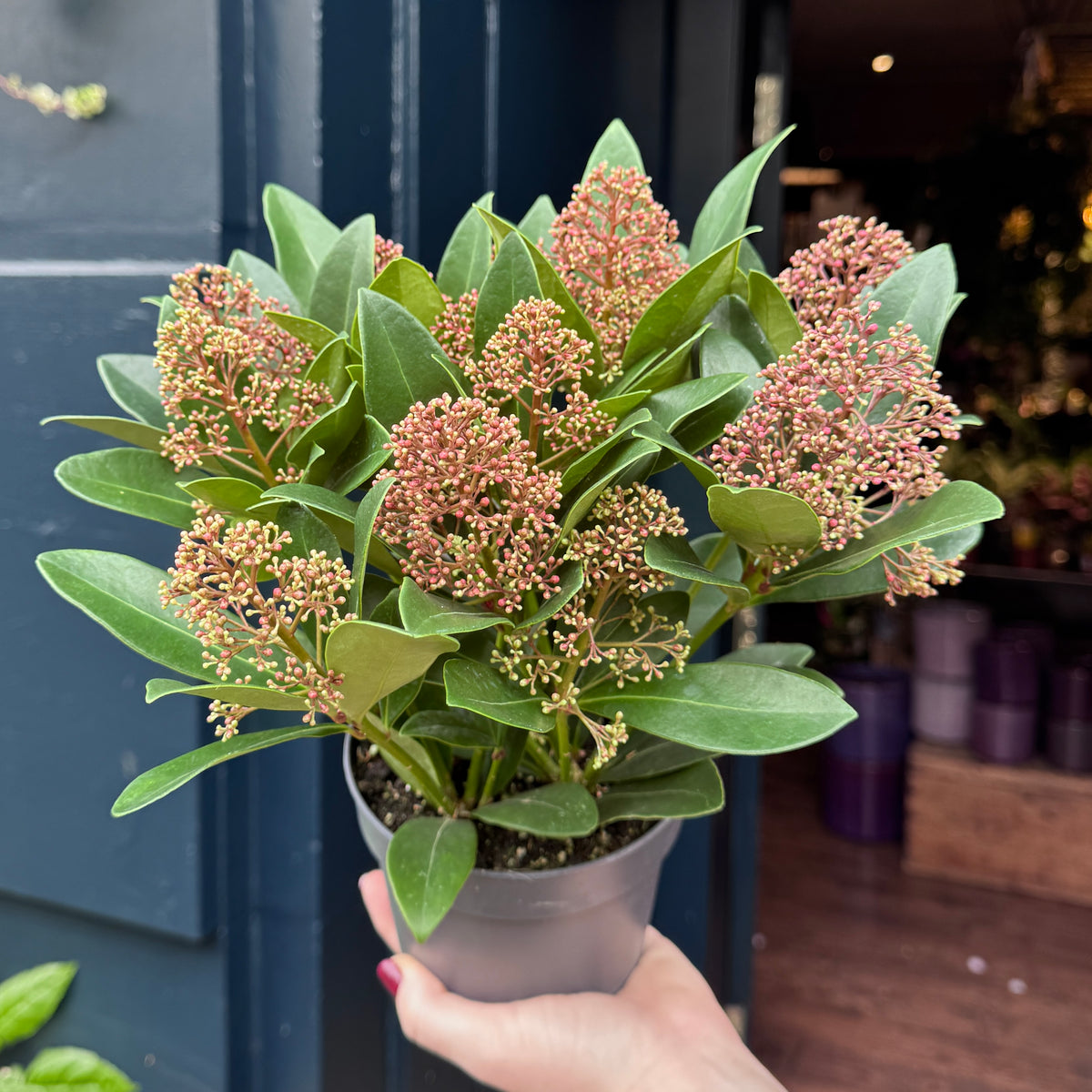 Skimmia japonica 'Rubella'