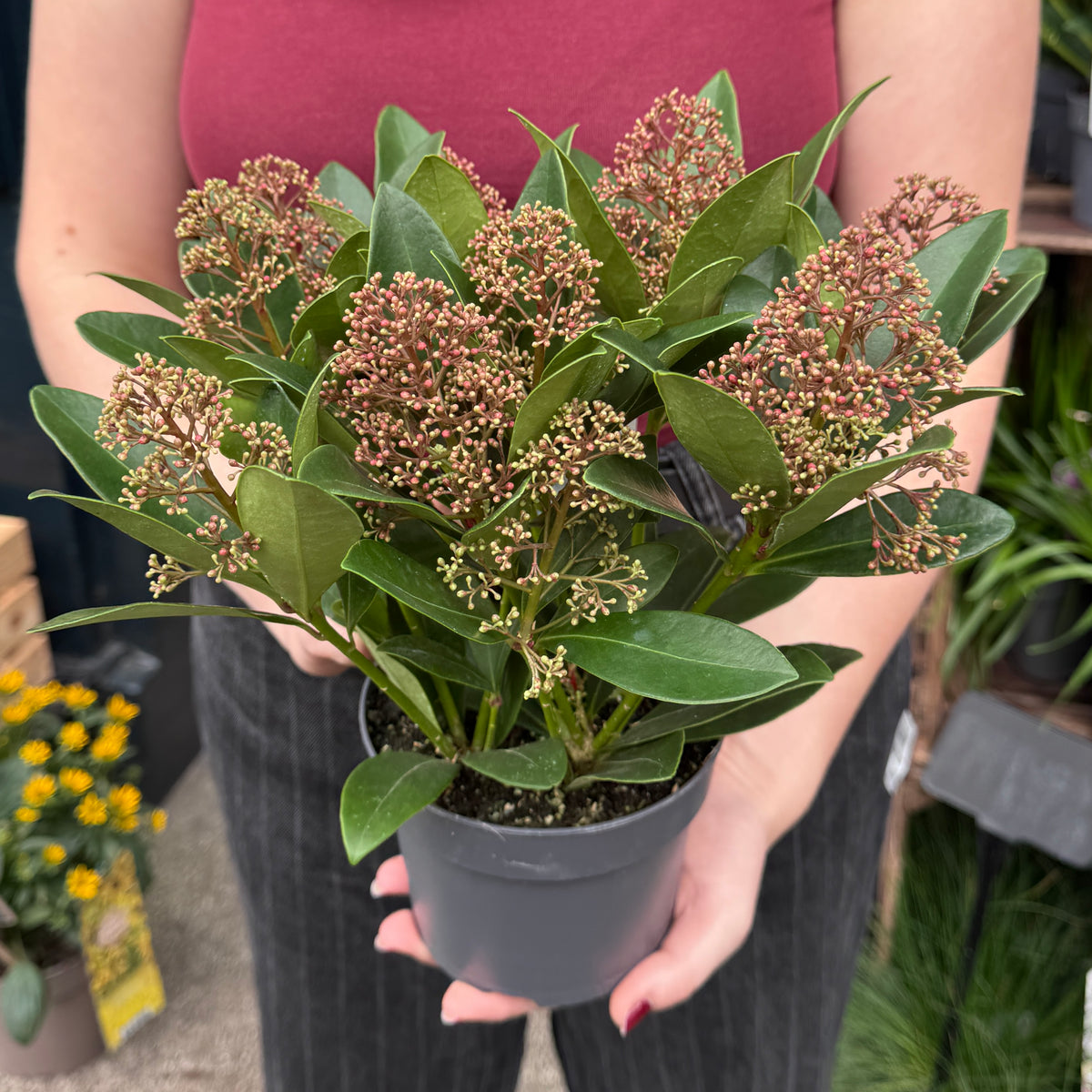 Skimmia japonica 'Rubella'
