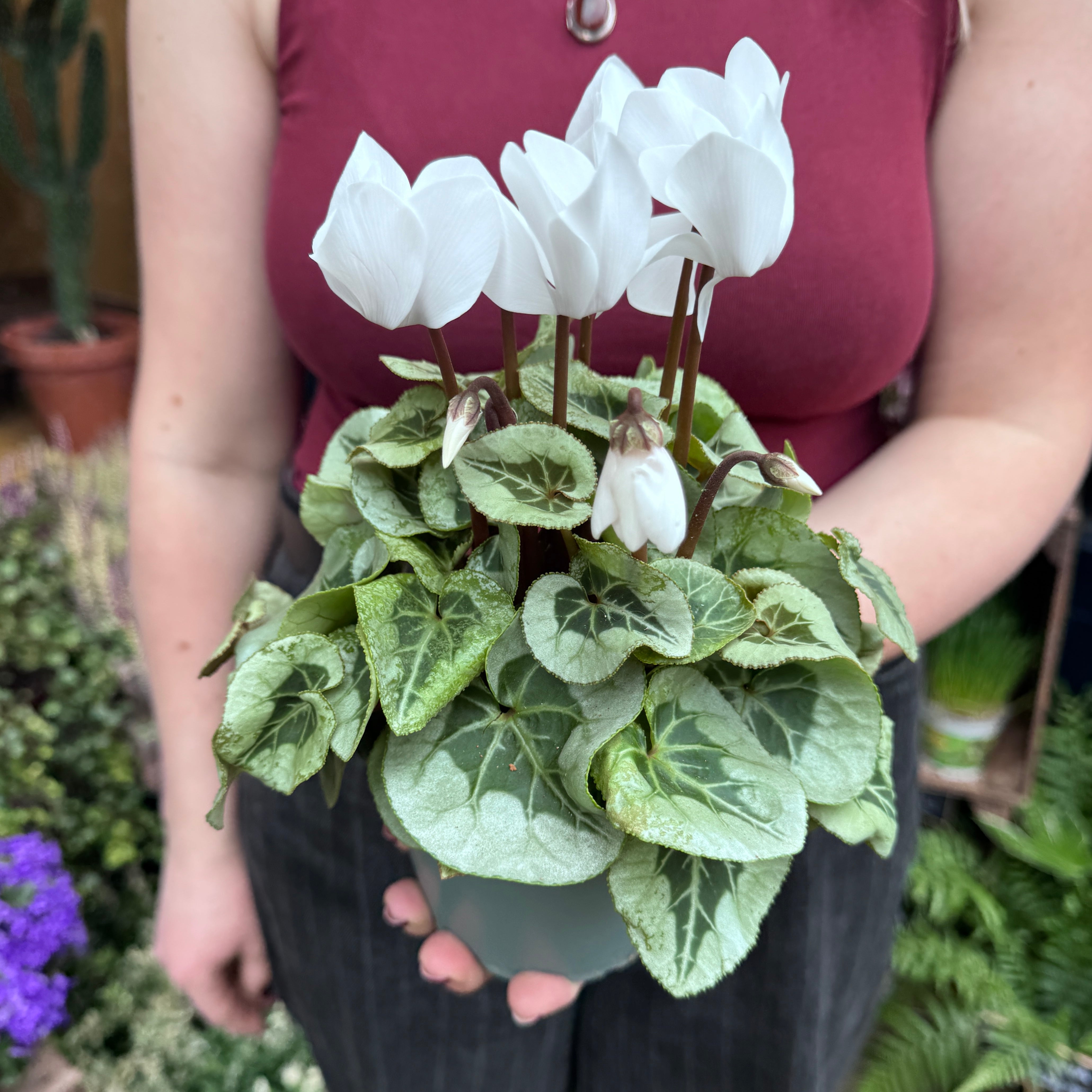 Cyclamen persicum ‘Rembrandt’ White