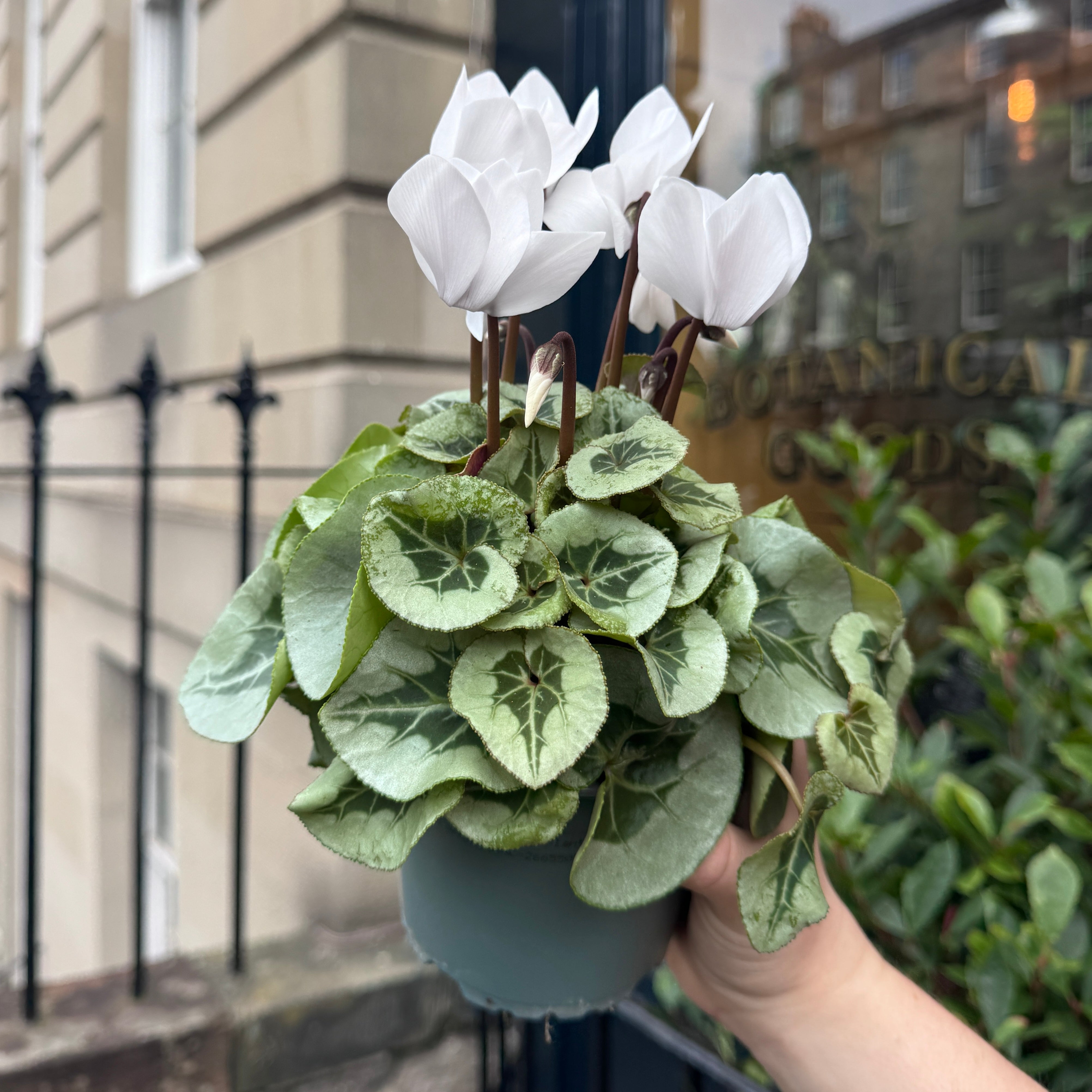 Cyclamen persicum ‘Rembrandt’ White