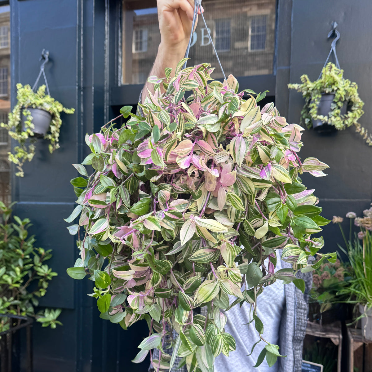 Tradescantia ‘Tricolour’ (hangpot)