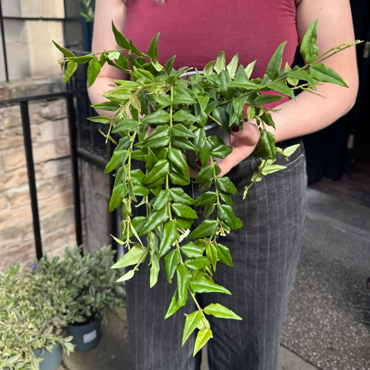 Hoya bella