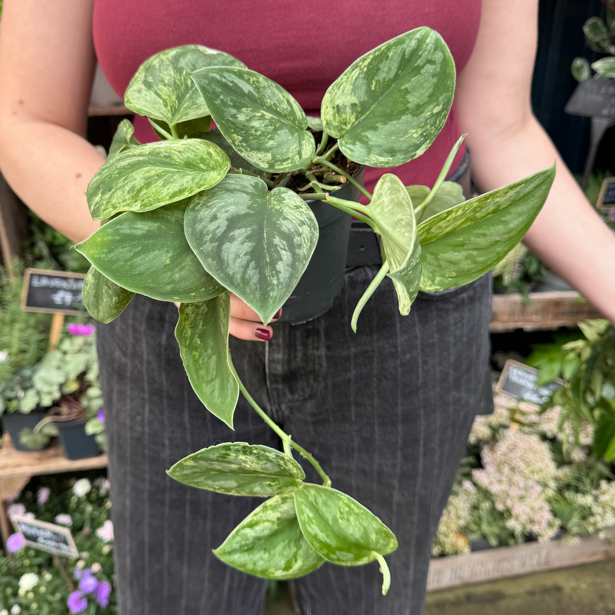 A person in a garden center holding a Scindapsus 'Silver Knight' pothos plant with green and cream leaves in a black plastic pot.