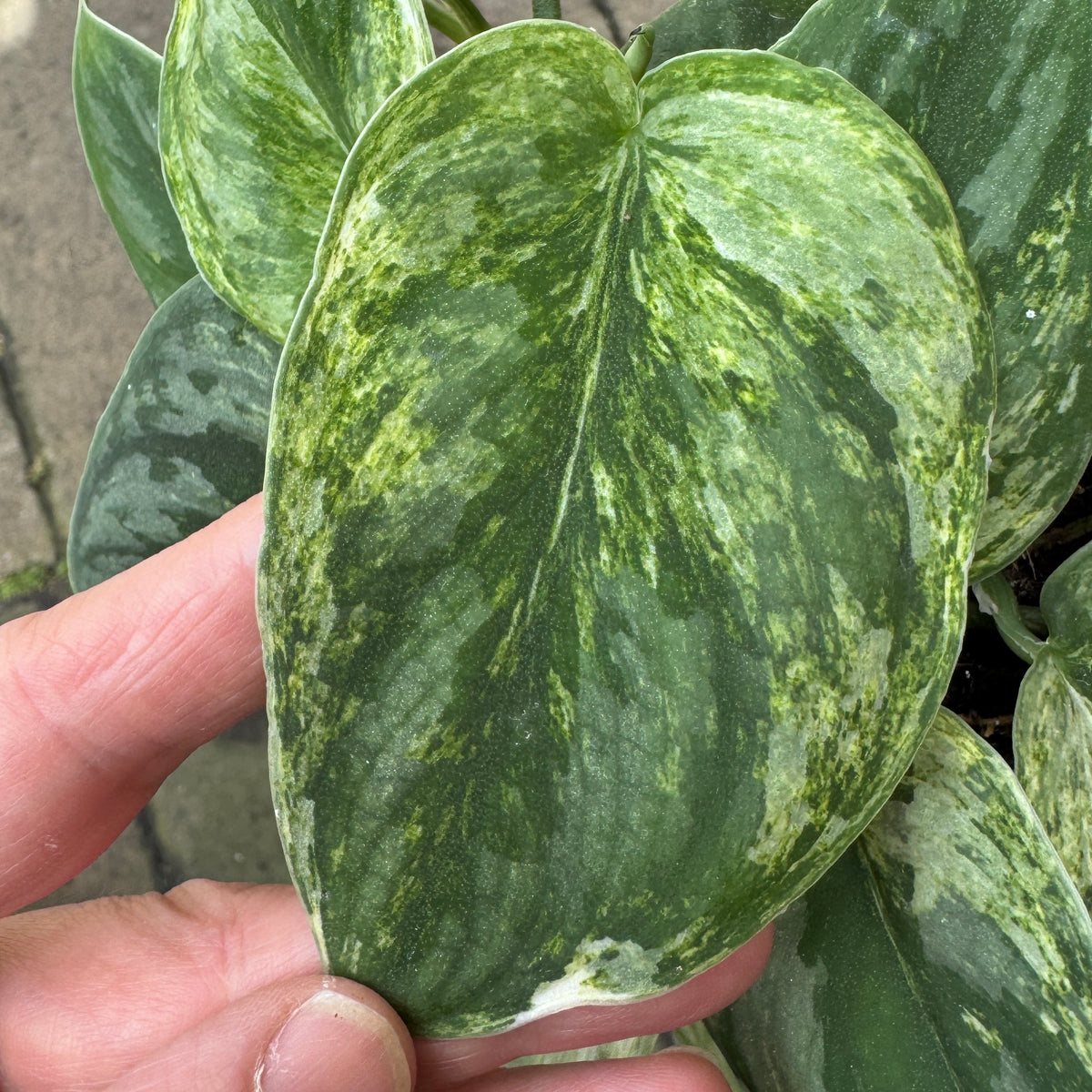 A close-up of a variegated Scindapsus 'Silver Knight' plant leaf being held by a person's hand, showing mottled green and pale yellow-green patterns on a heart-shaped leaf.