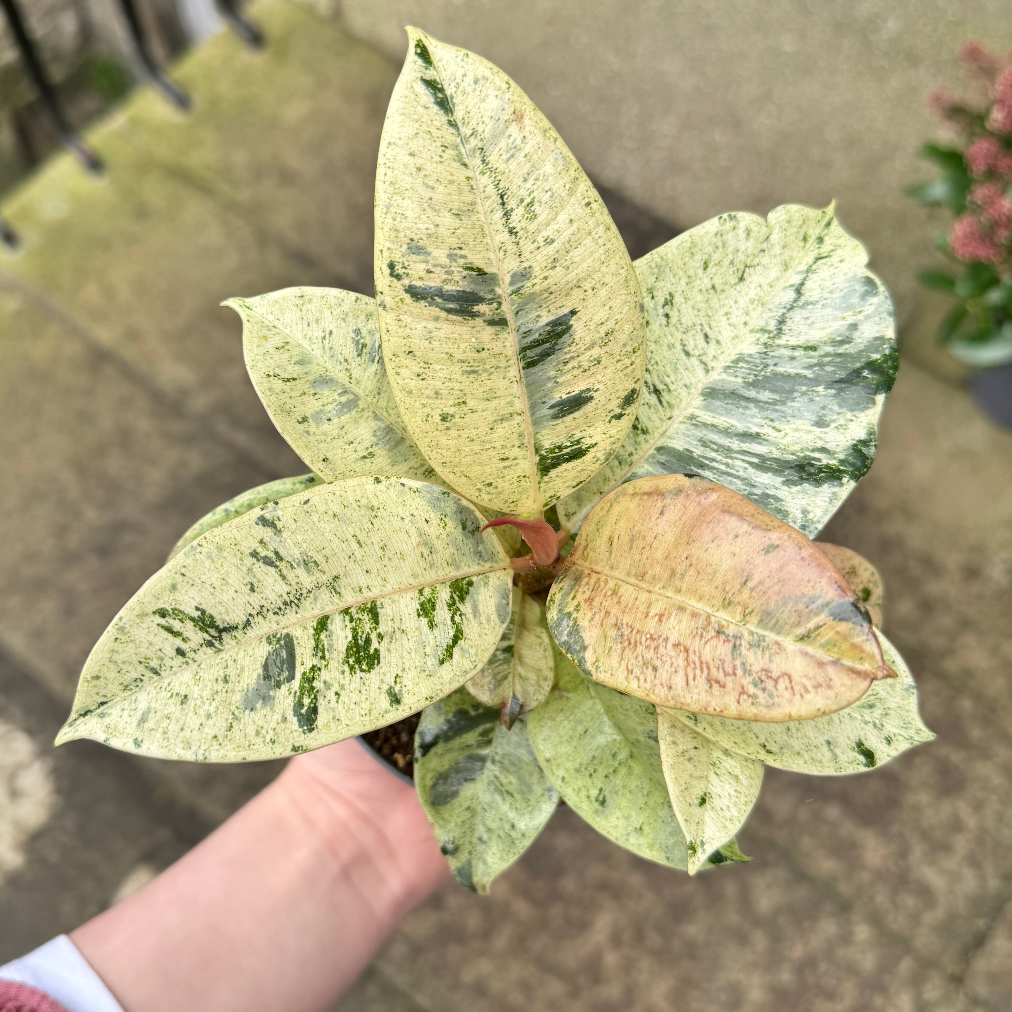 Ficus elastica 'Shivereana'