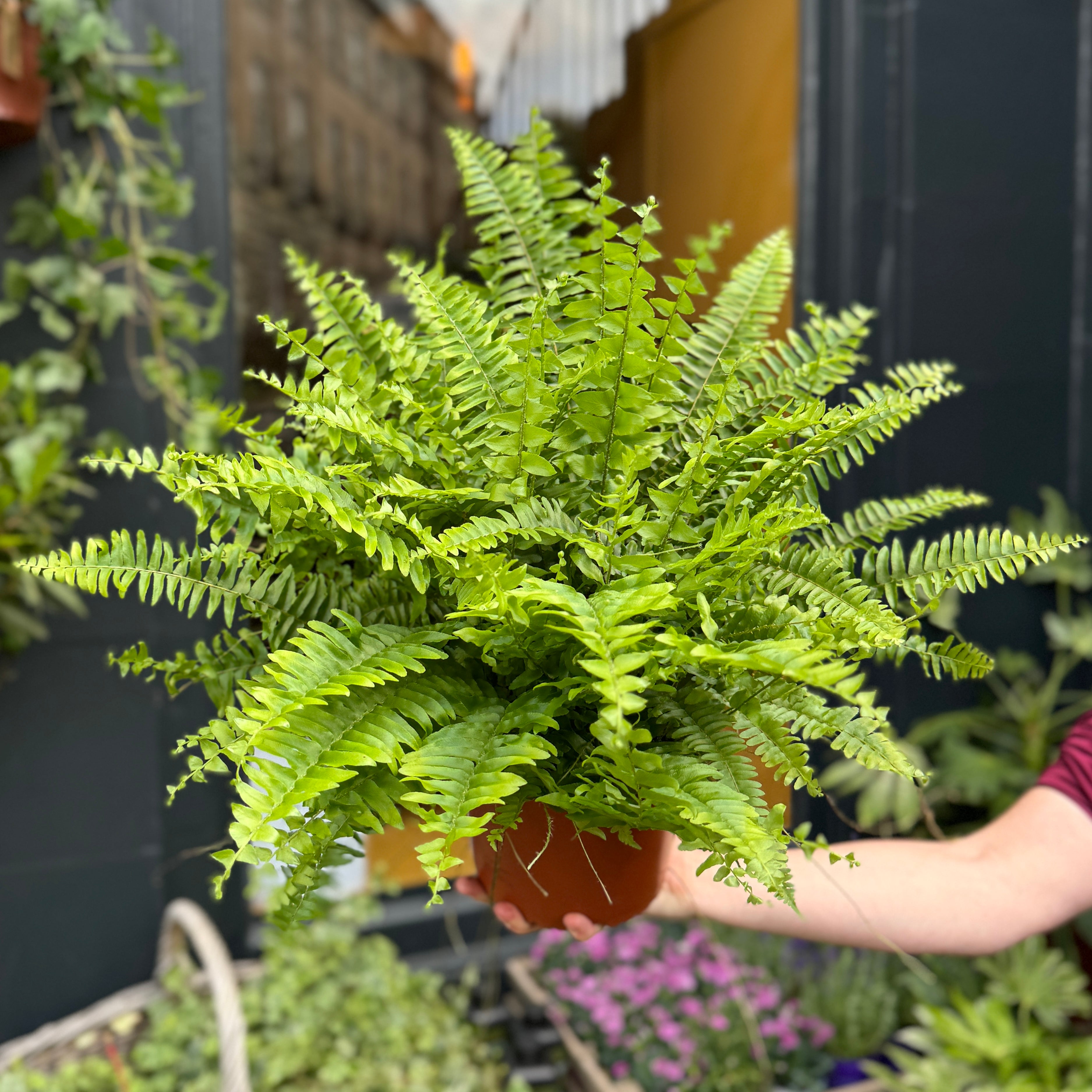 Nephrolepis ‘Bostoniensis’