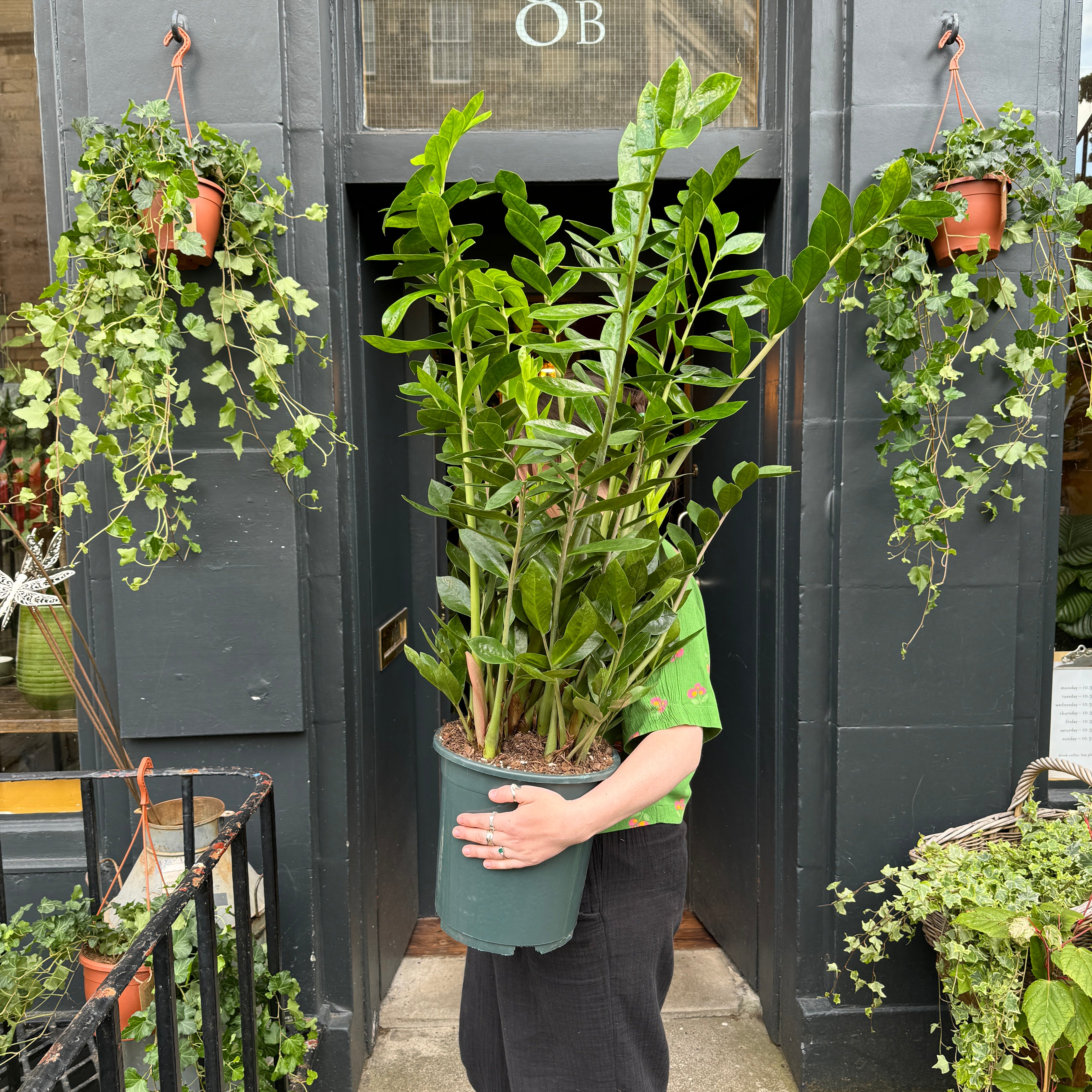 Zamioculcas zamiifolia (27cm pot)