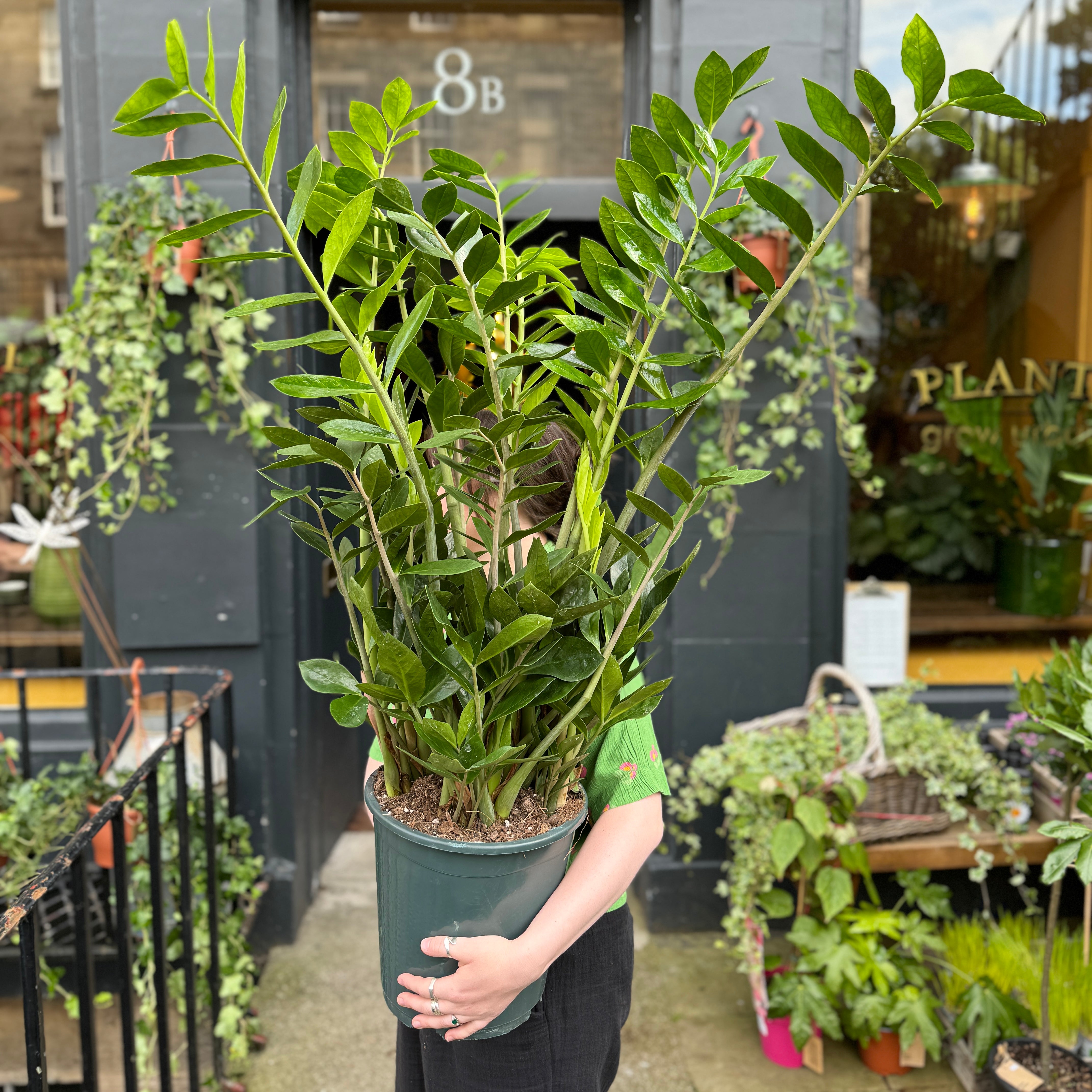 Zamioculcas zamiifolia (27cm pot)