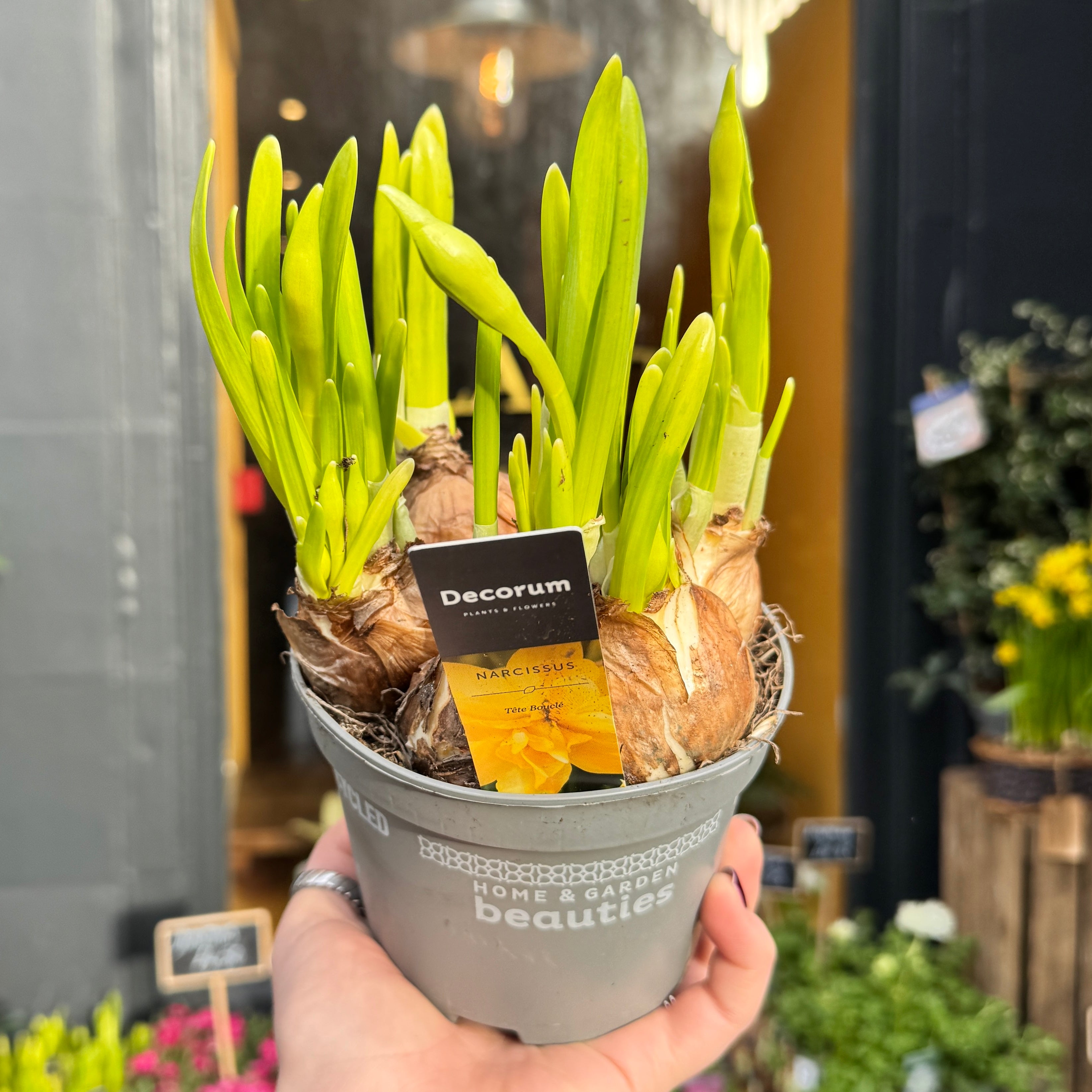 Narcissus ‘Tête Bouclé’ | Double Daffodil