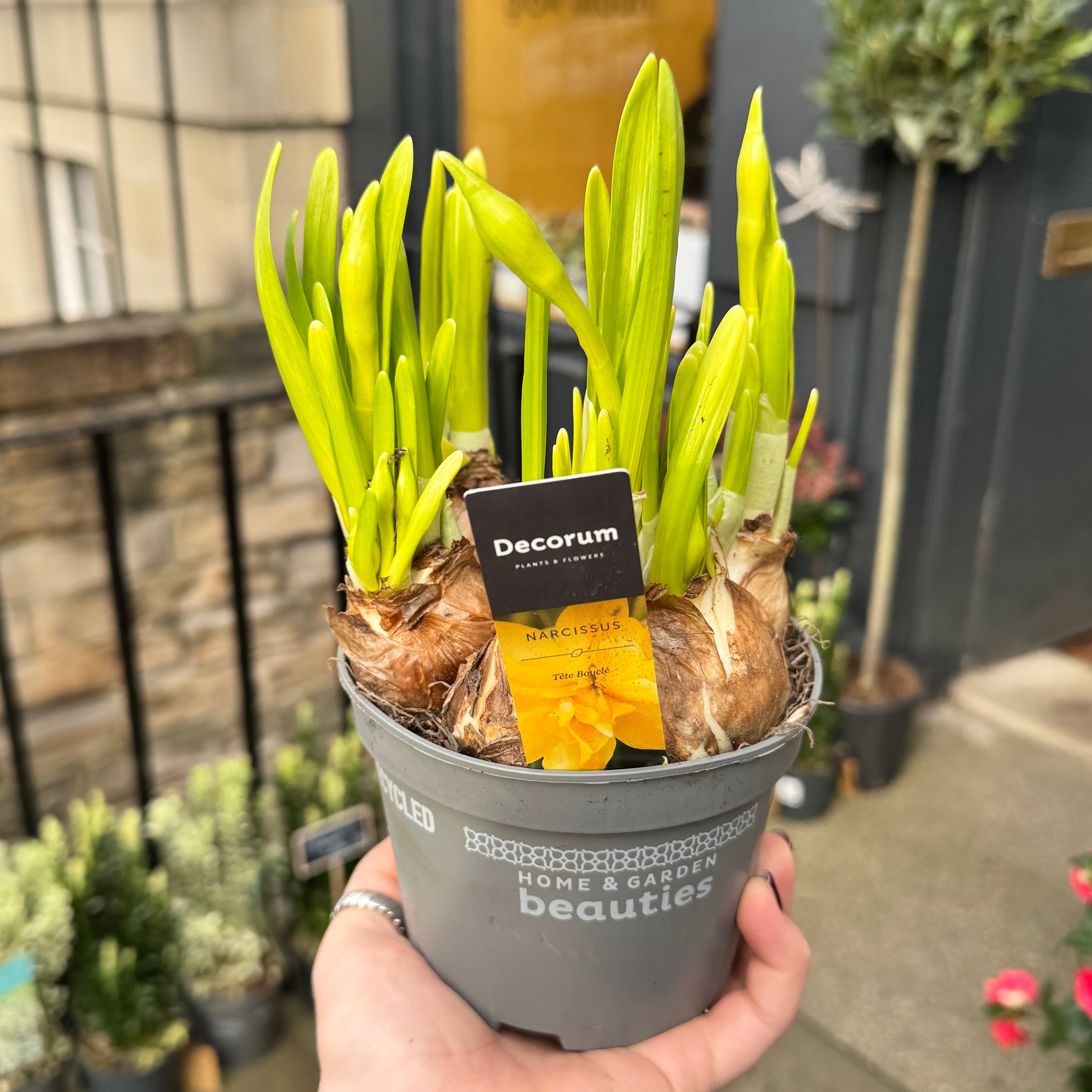 Narcissus ‘Tête Bouclé’ | Double Daffodil