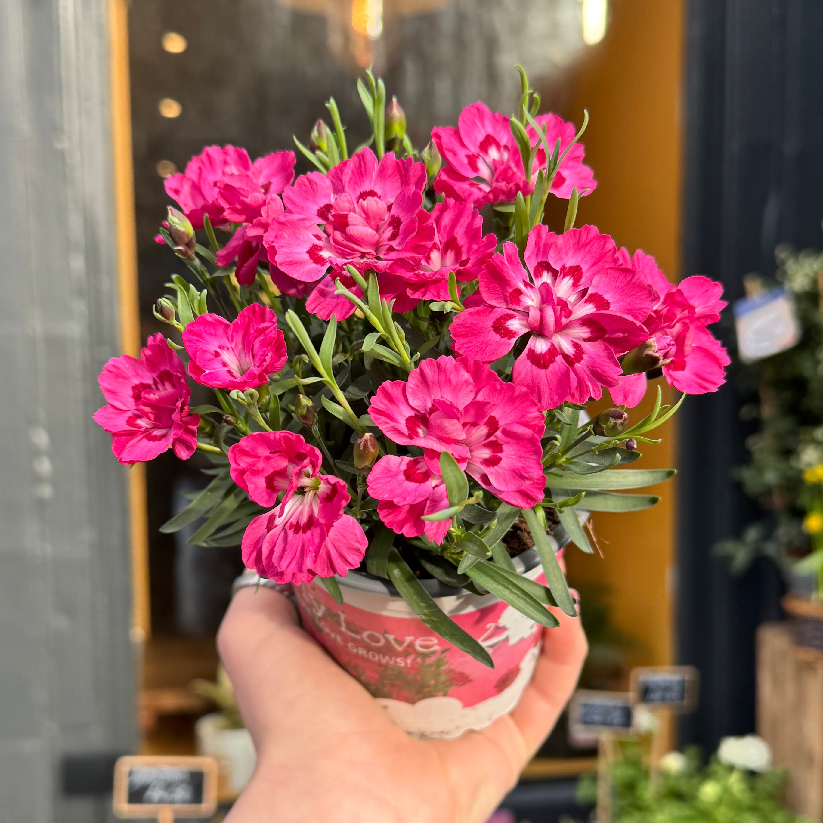 Dianthus ‘Early Love’