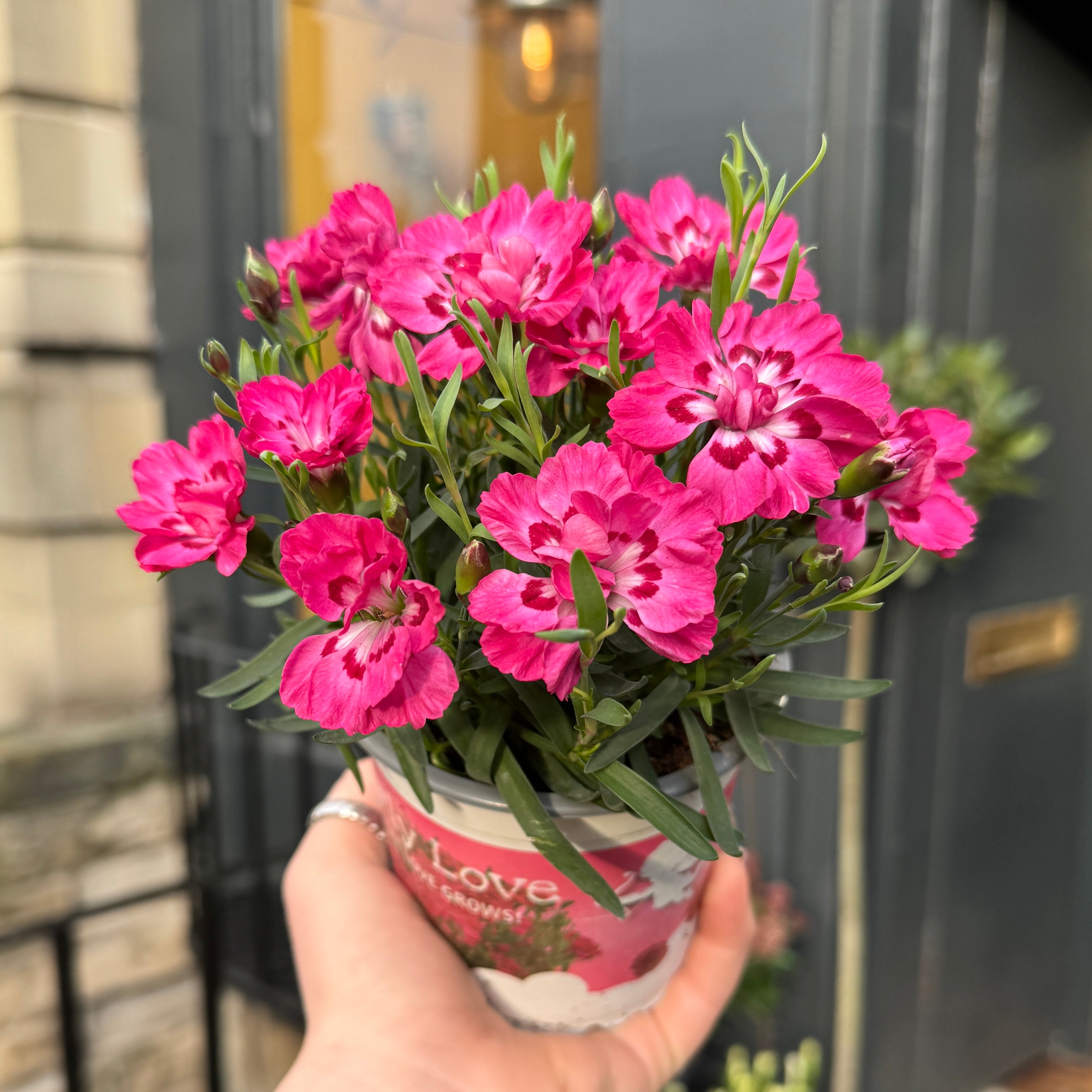 Dianthus ‘Early Love’