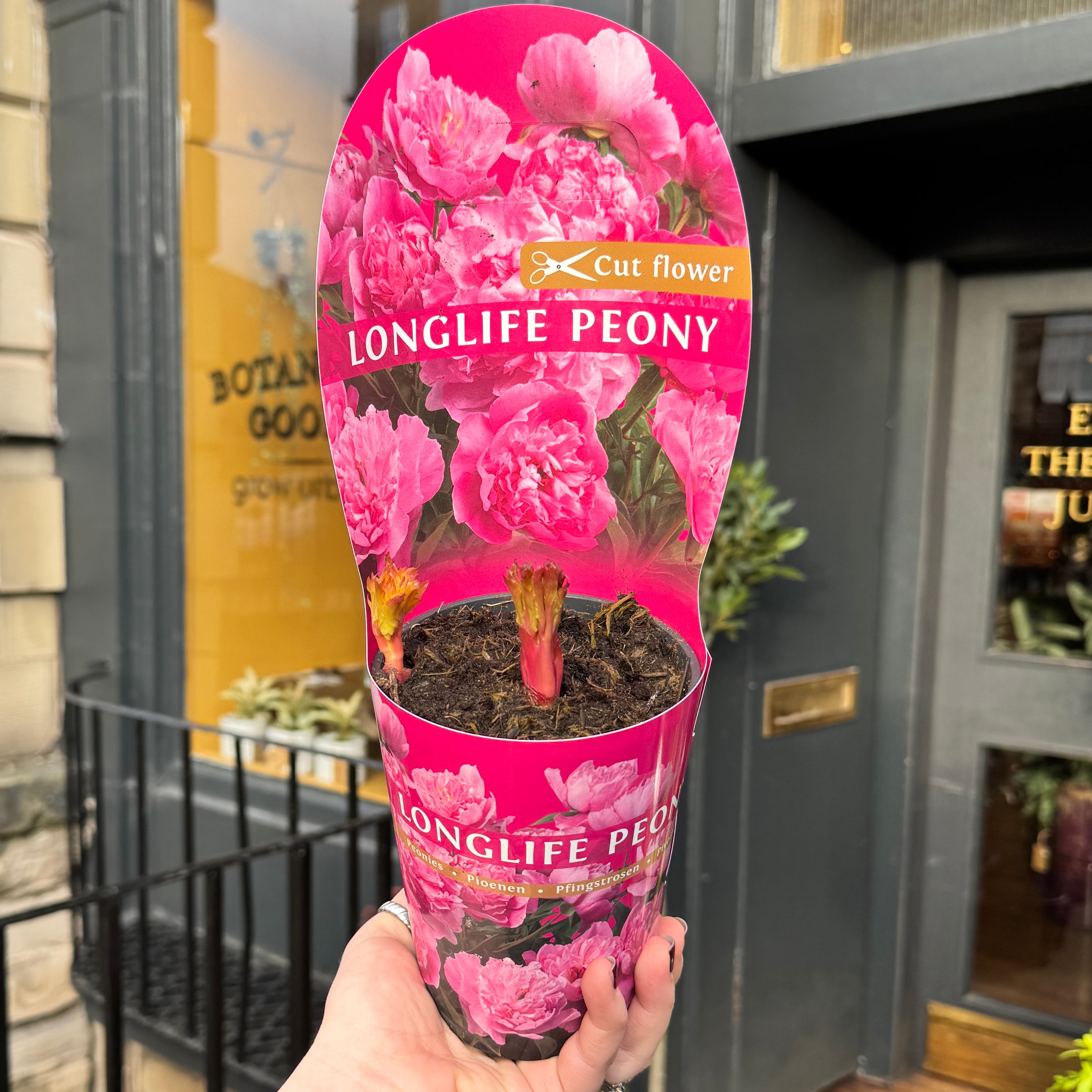 Paeonia lactiflora ‘Longlife Pink’