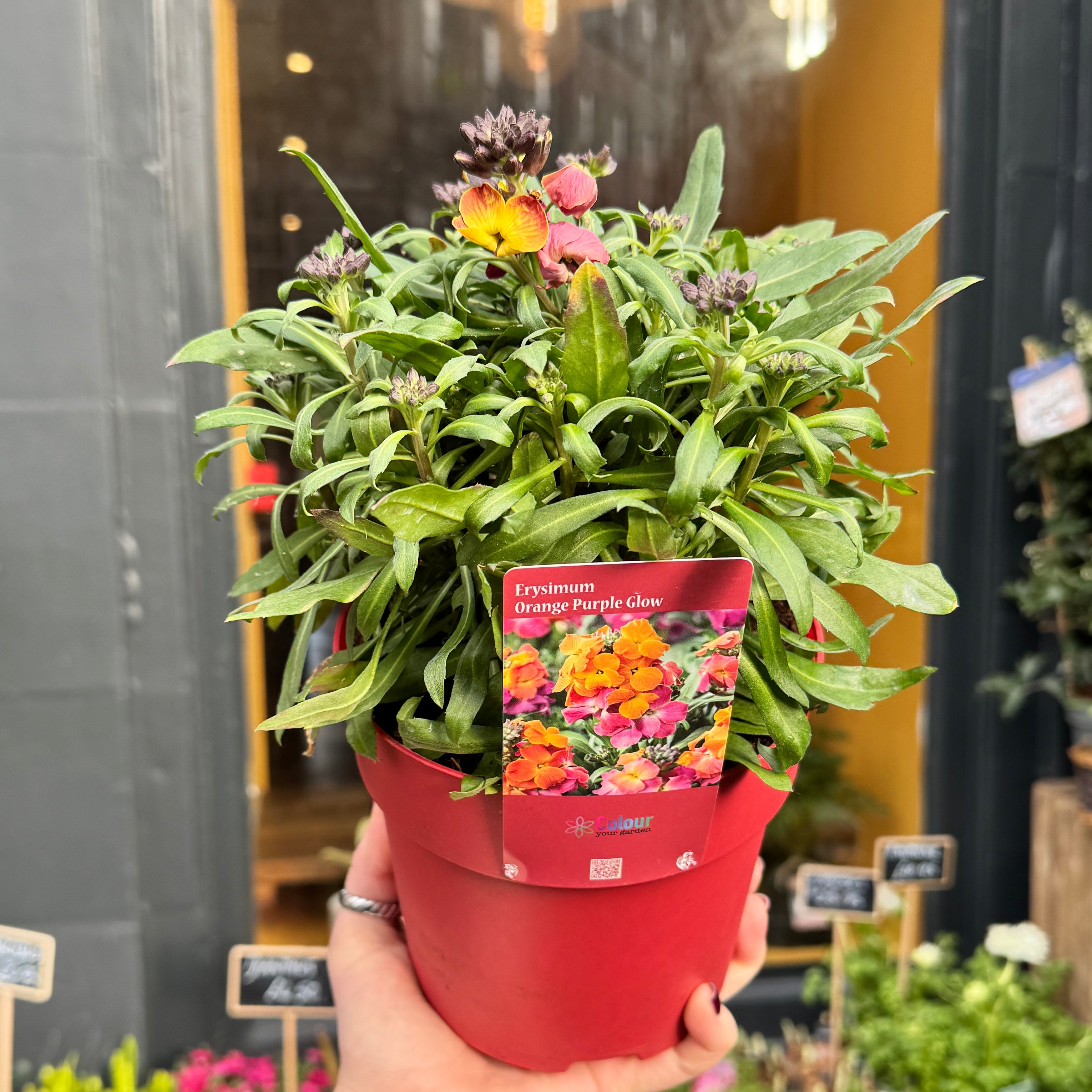 Erysimum ‘Leya Purple Glow’