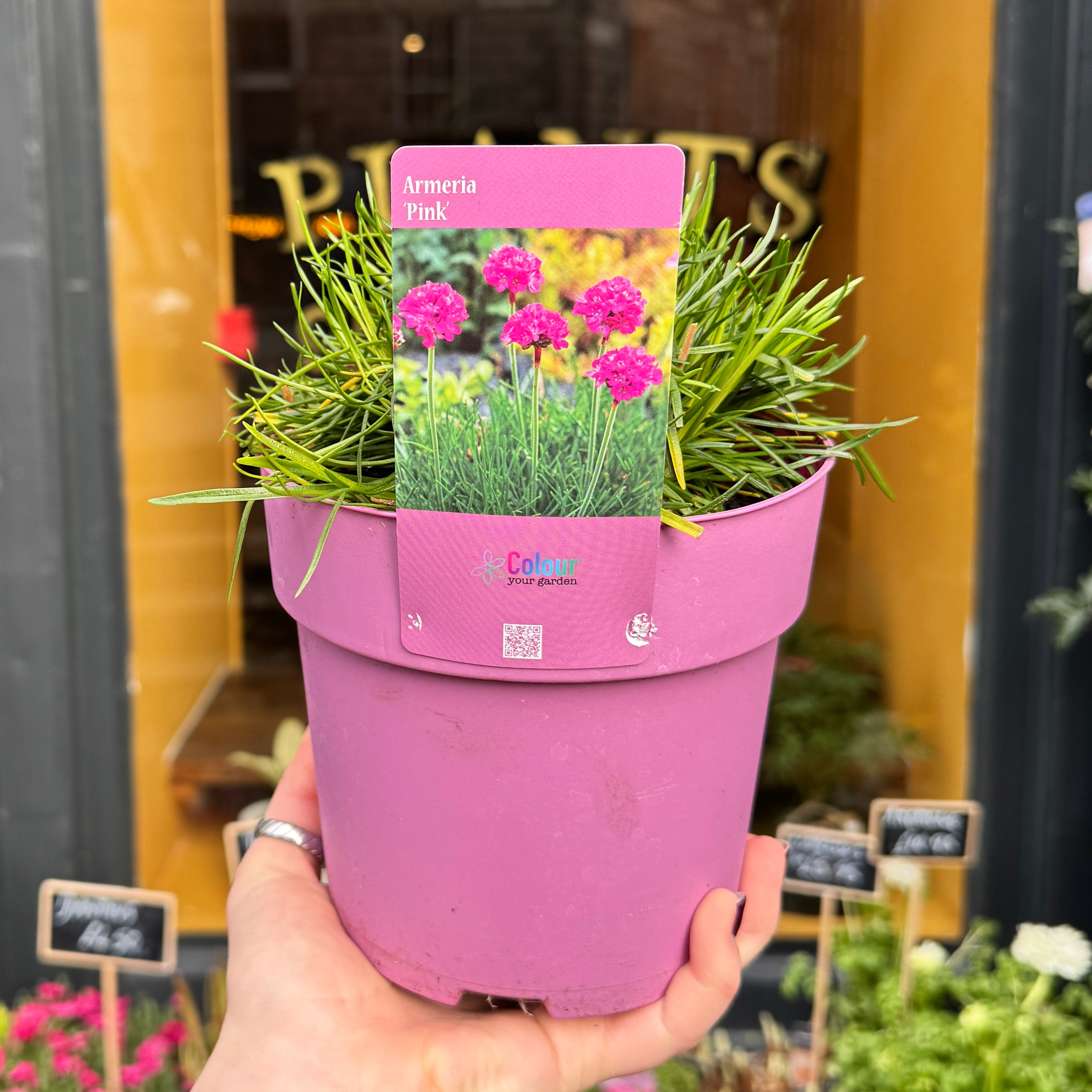 Armeria 'Armada Rose'