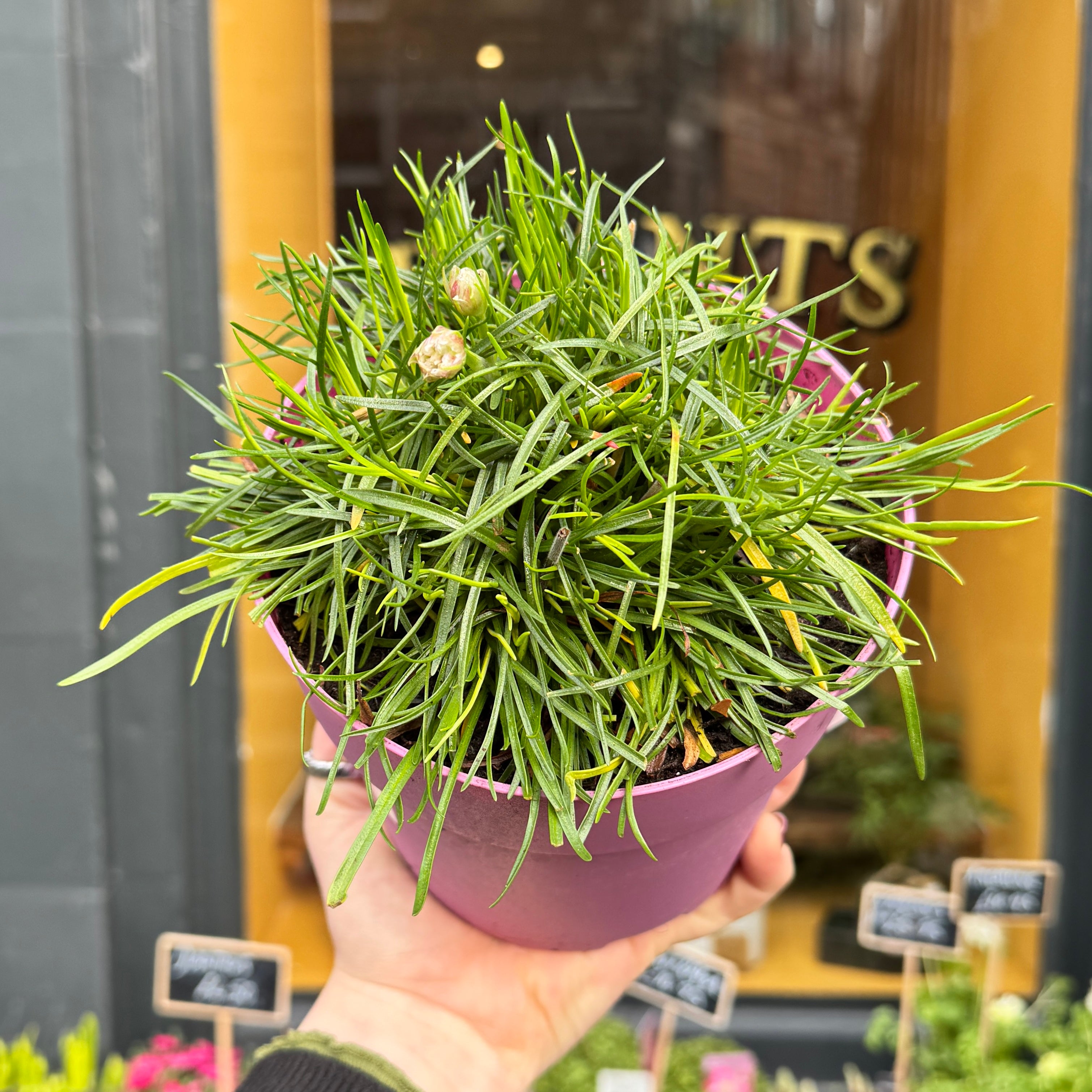 Armeria 'Armada Rose'