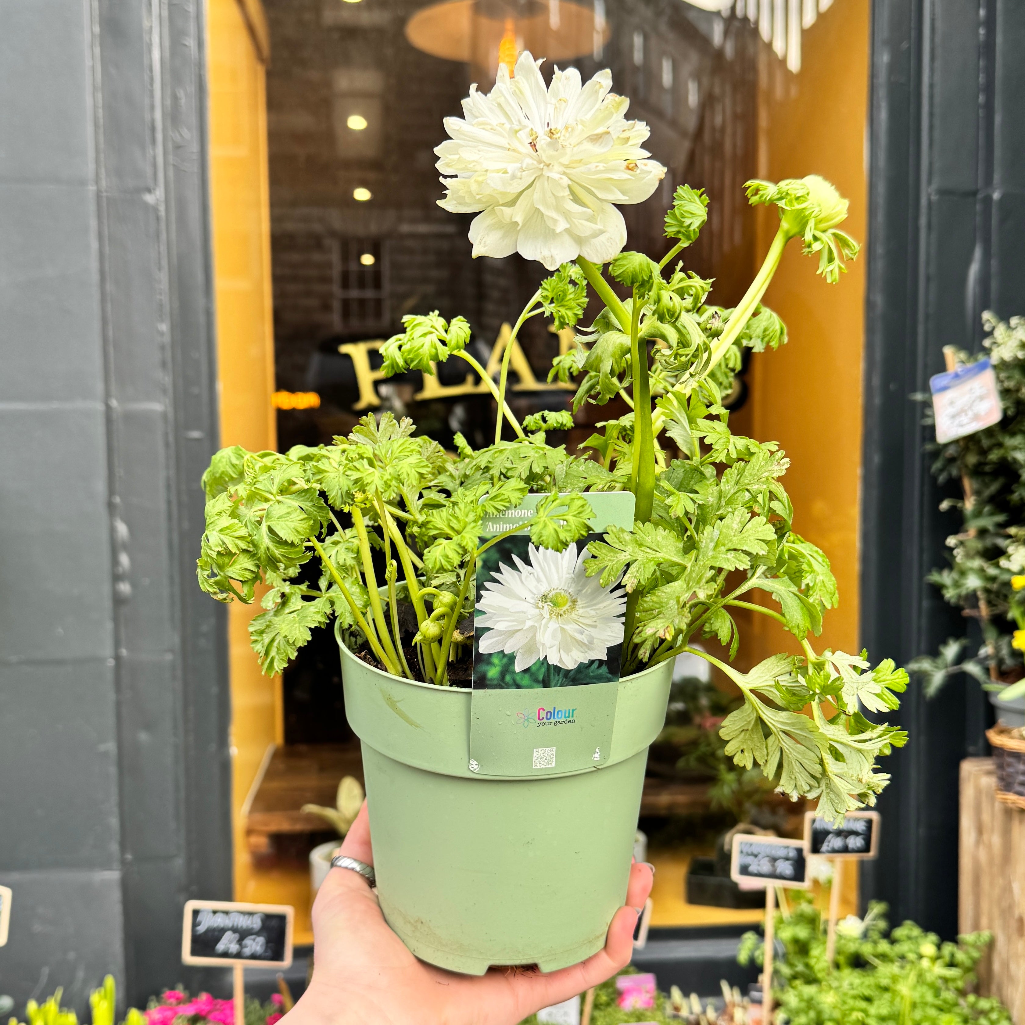 Anemone coronaria 'Animo Double White' – grow urban.