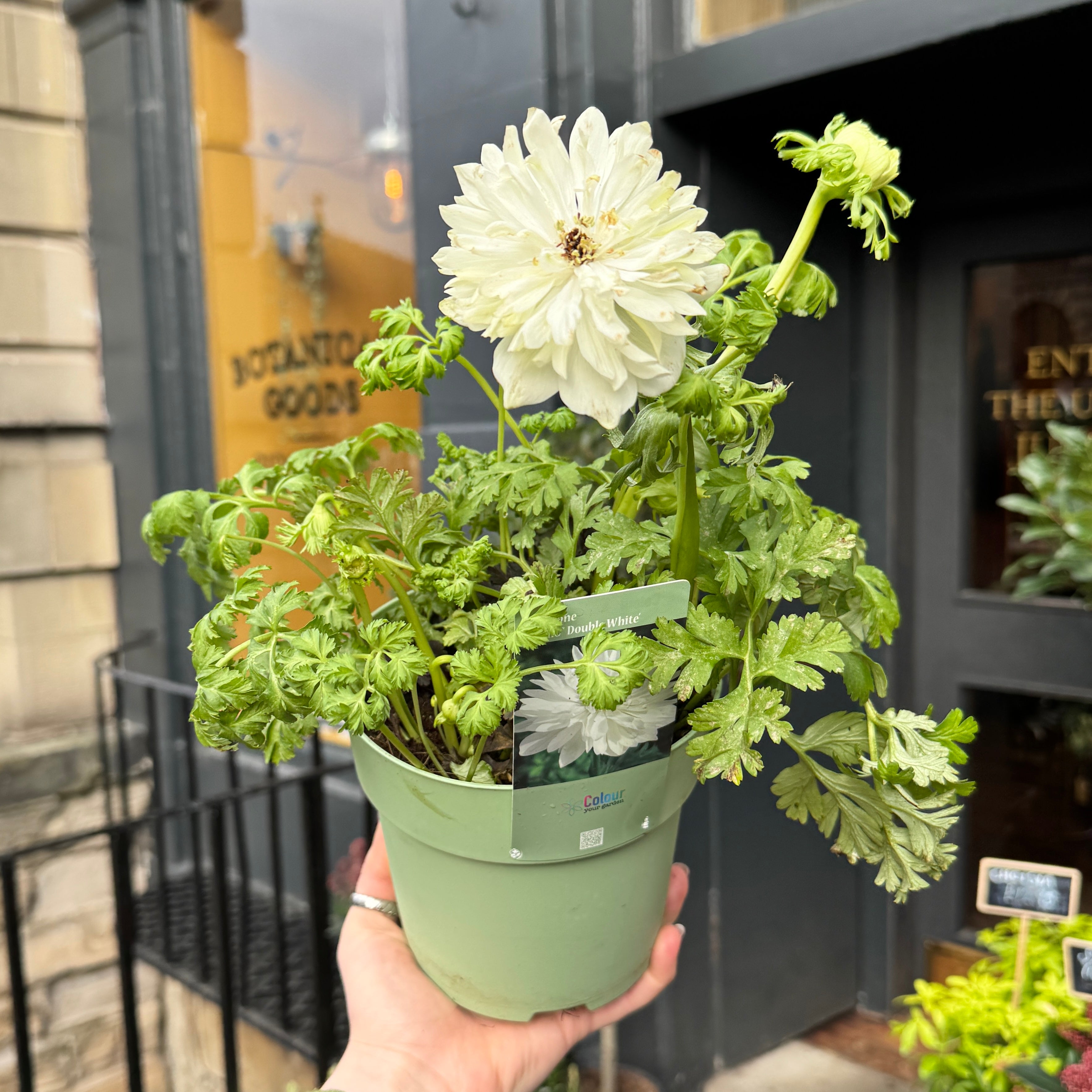 Anemone ‘Animo Double White’