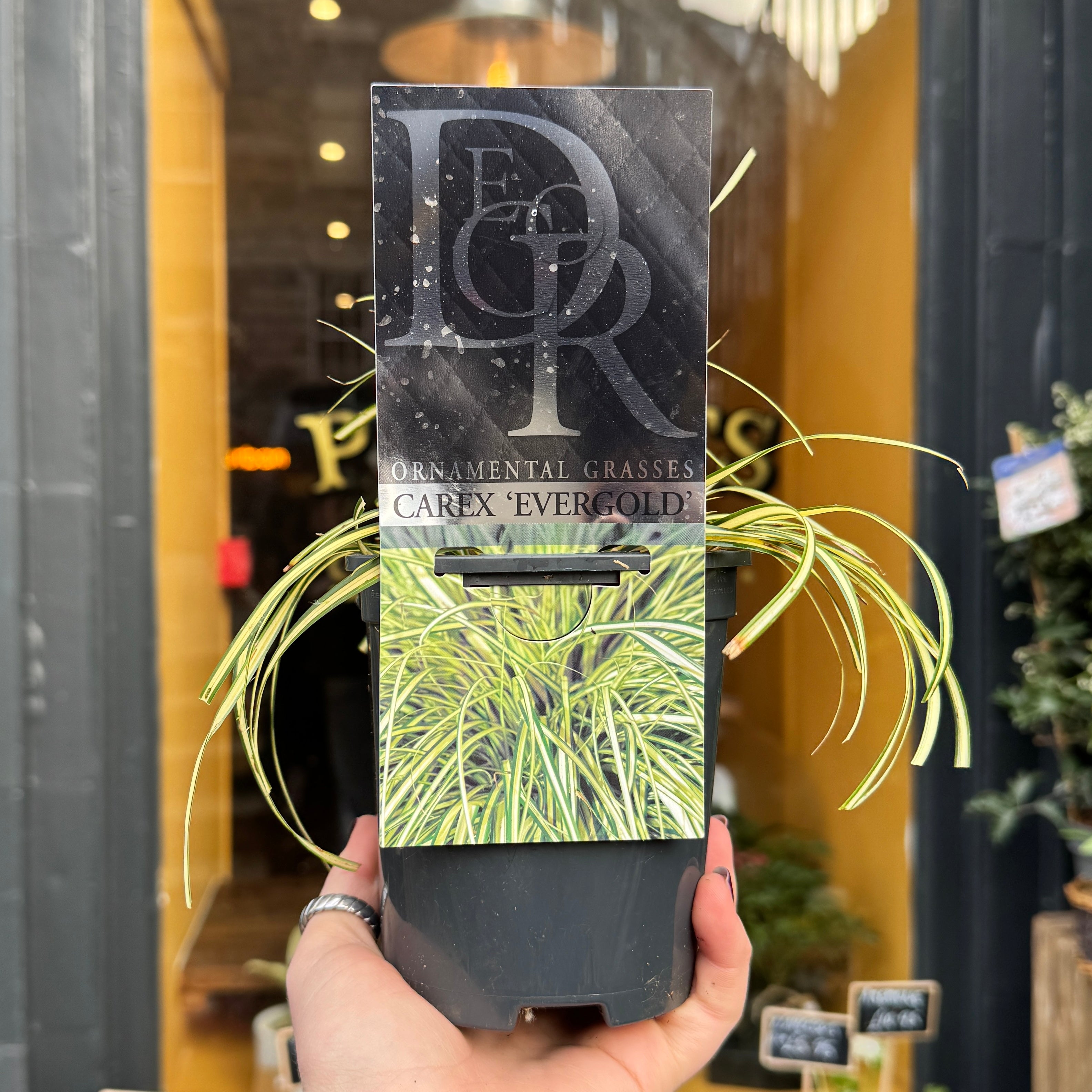 Carex oshimensis ‘Evergold’ - 13cm pot