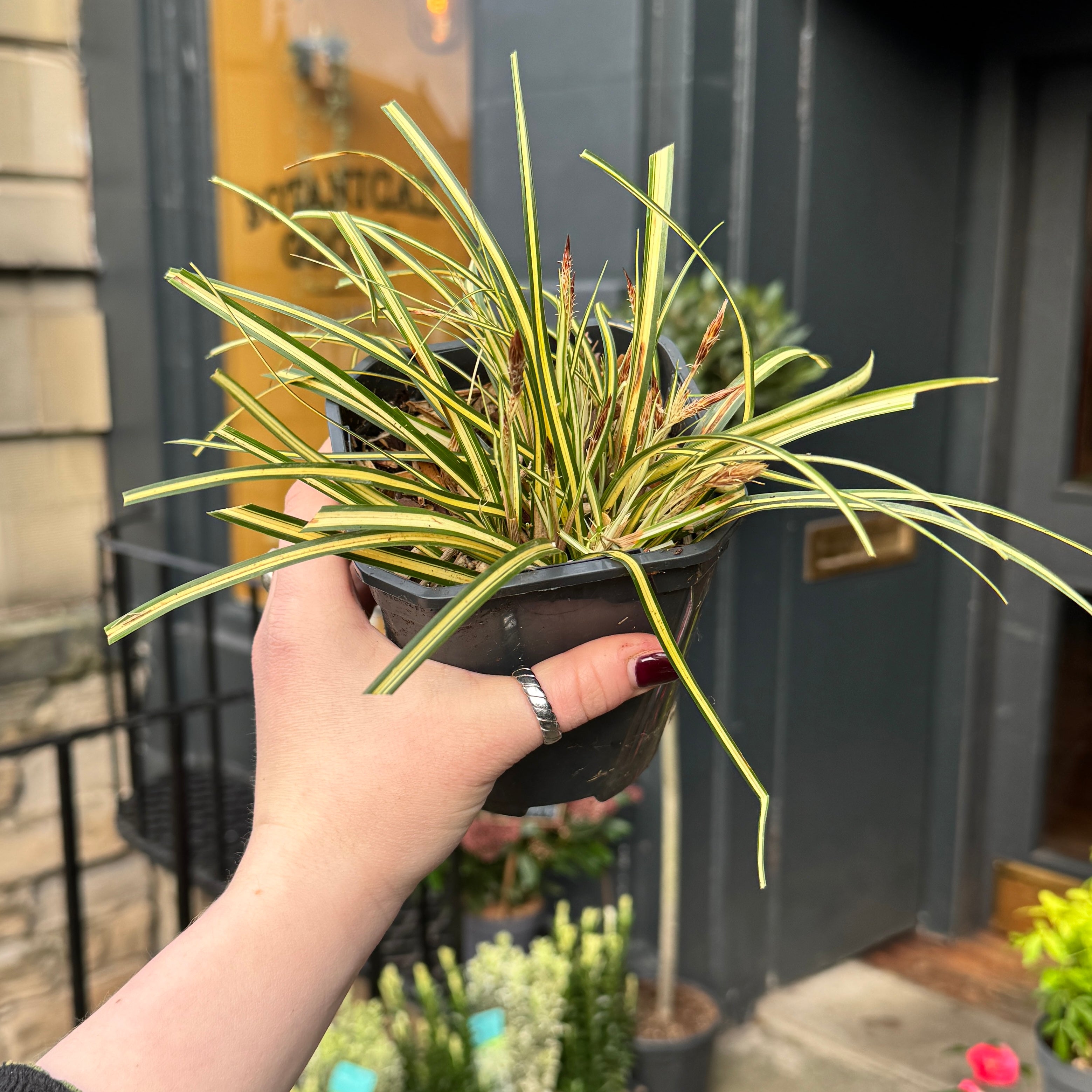 Carex oshimensis ‘Evergold’ - 13cm pot