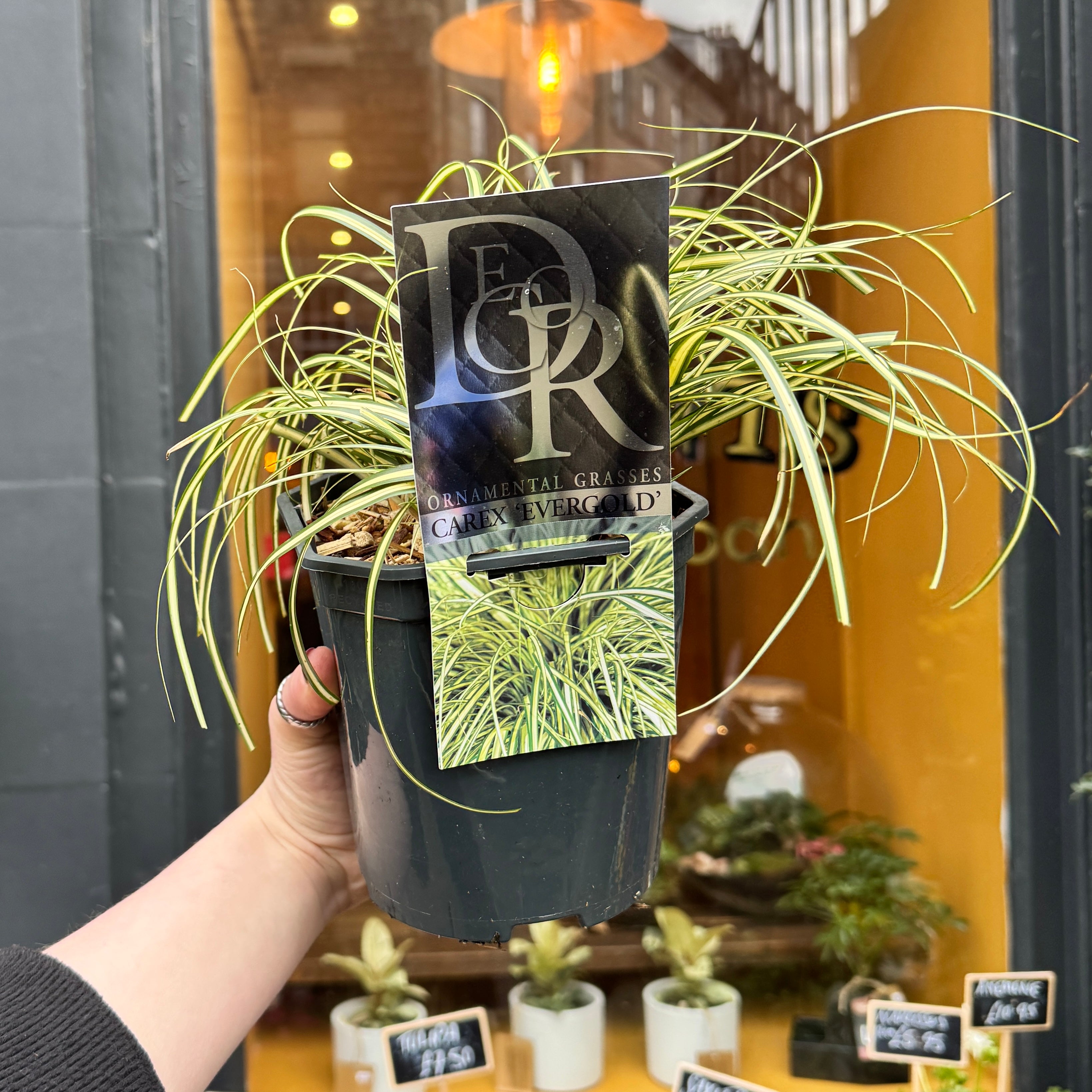 Carex oshimensis ‘Evergold’ - 17cm pot