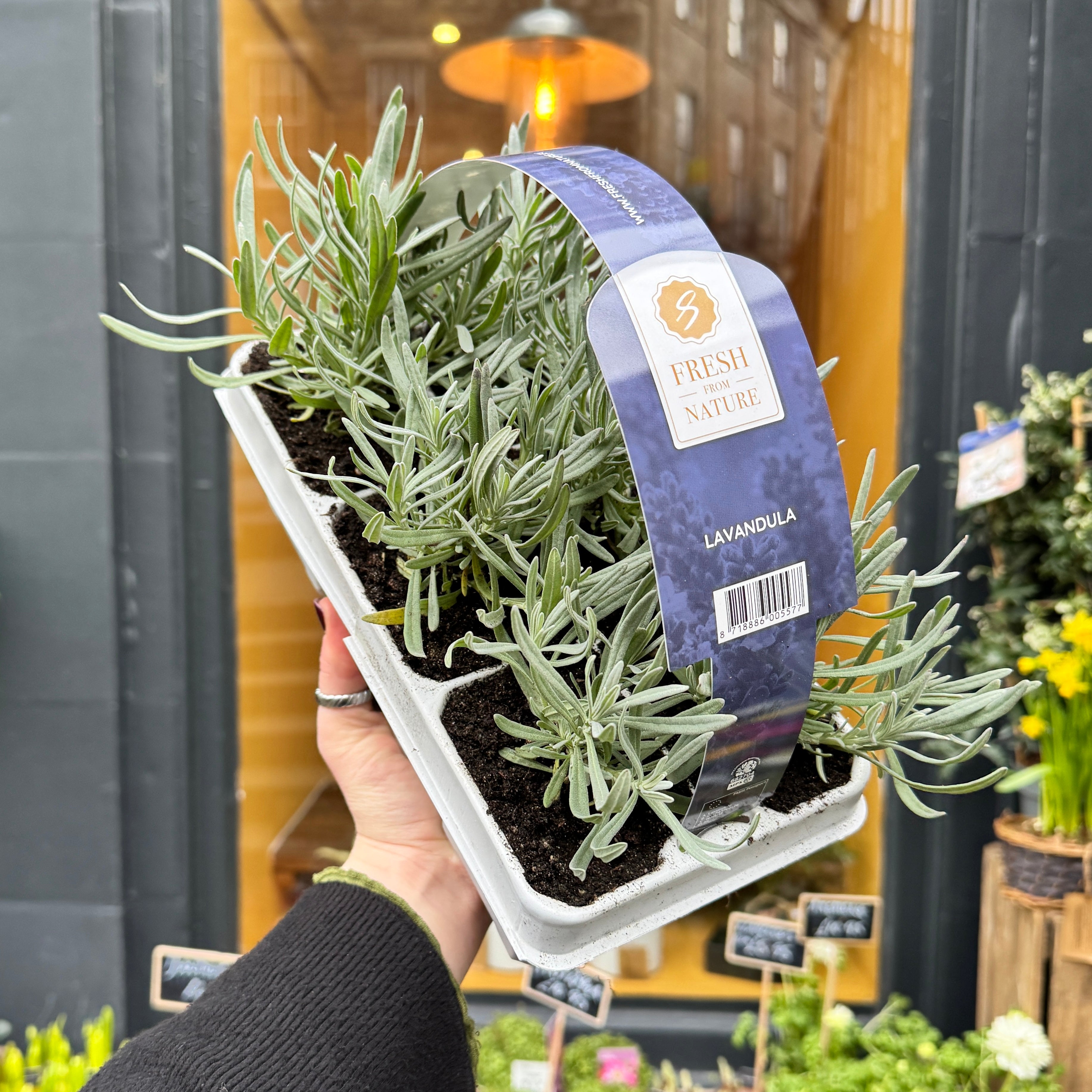 Lavandula angustifolia 6-Plant Pack