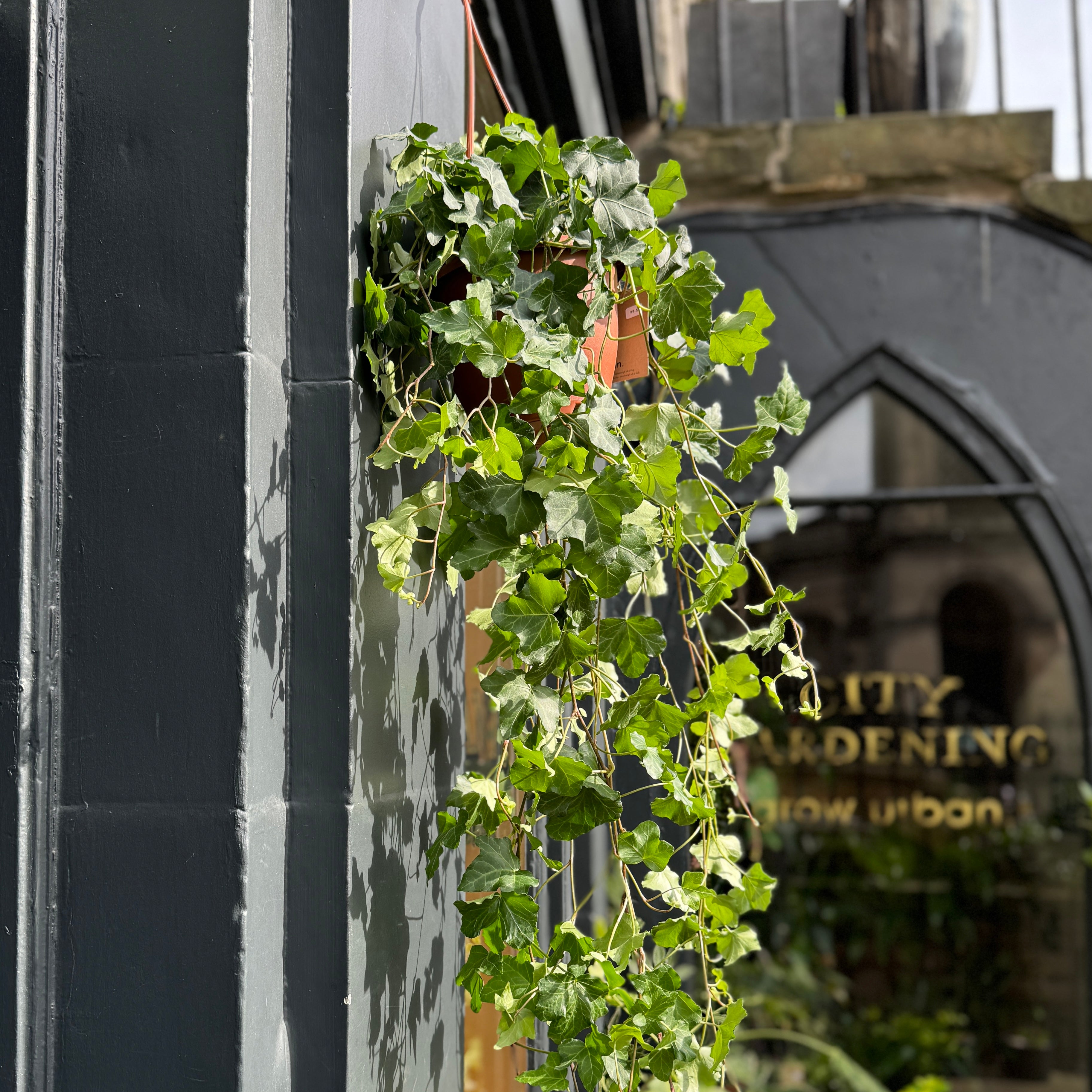 Hedera helix 'Mein Herz' (hangpot)