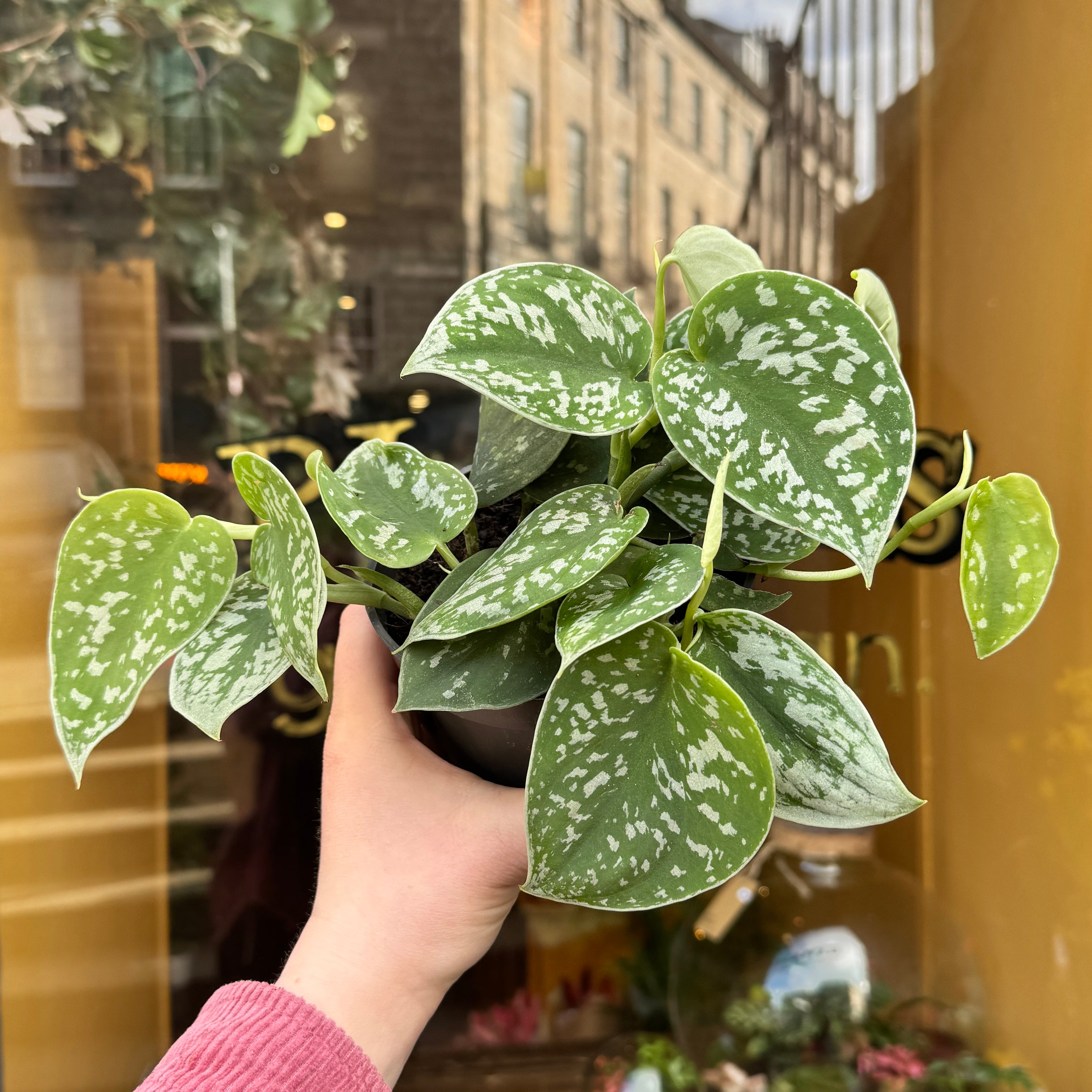 Scindapsus pictus ‘Argyraeus’