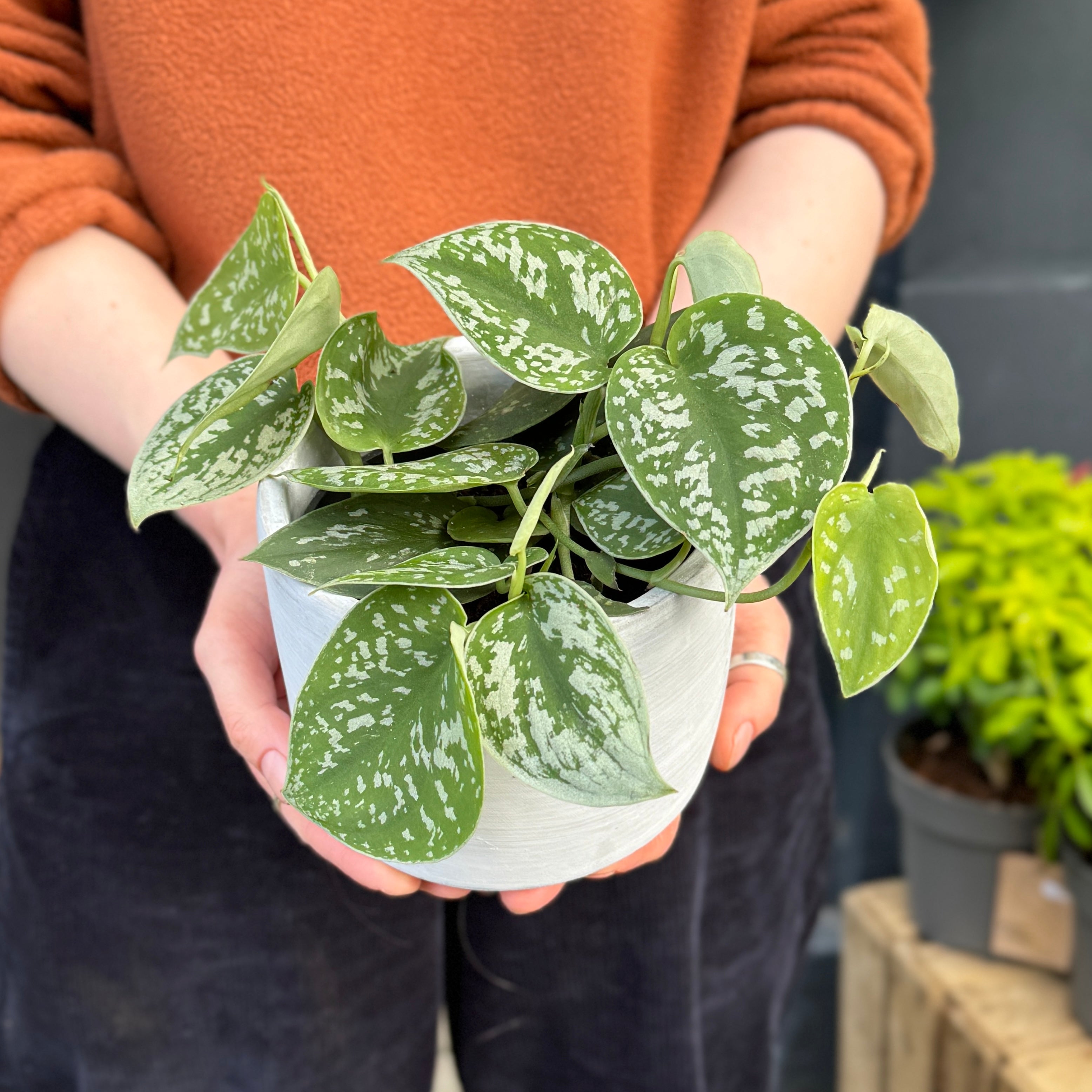 Scindapsus pictus ‘Argyraeus’