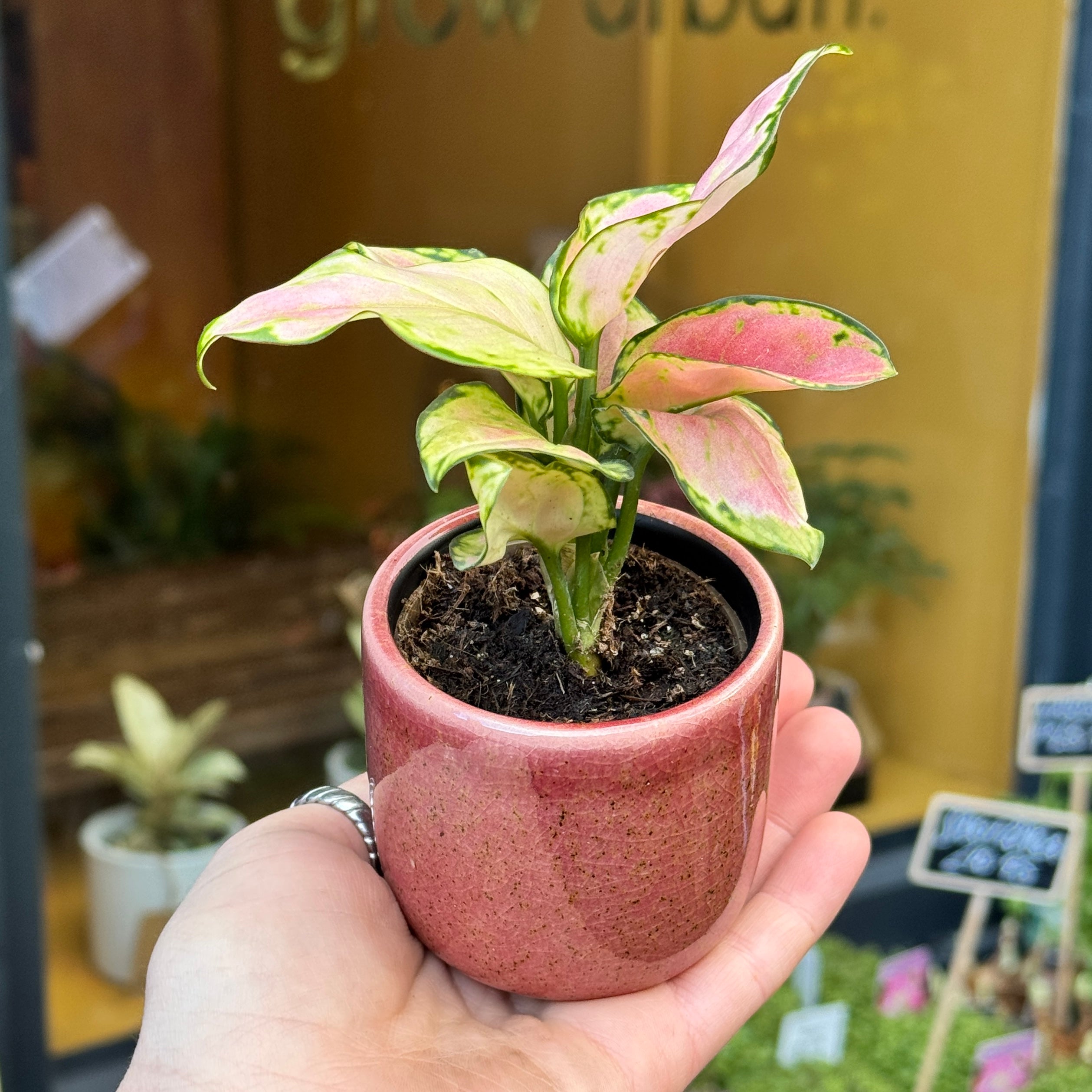 Coral Pink Glazed Plant Pot | 7cm