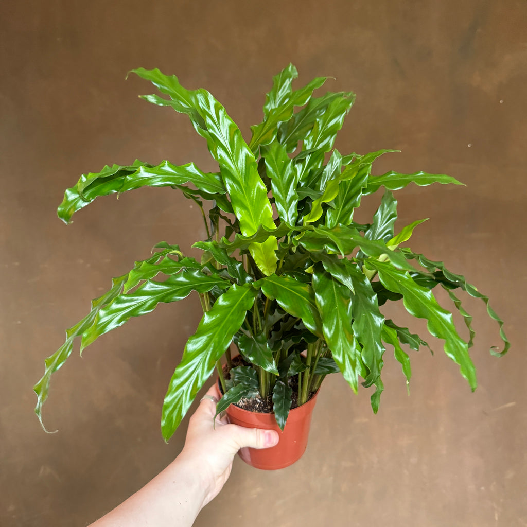 Calathea 'Bluegrass'