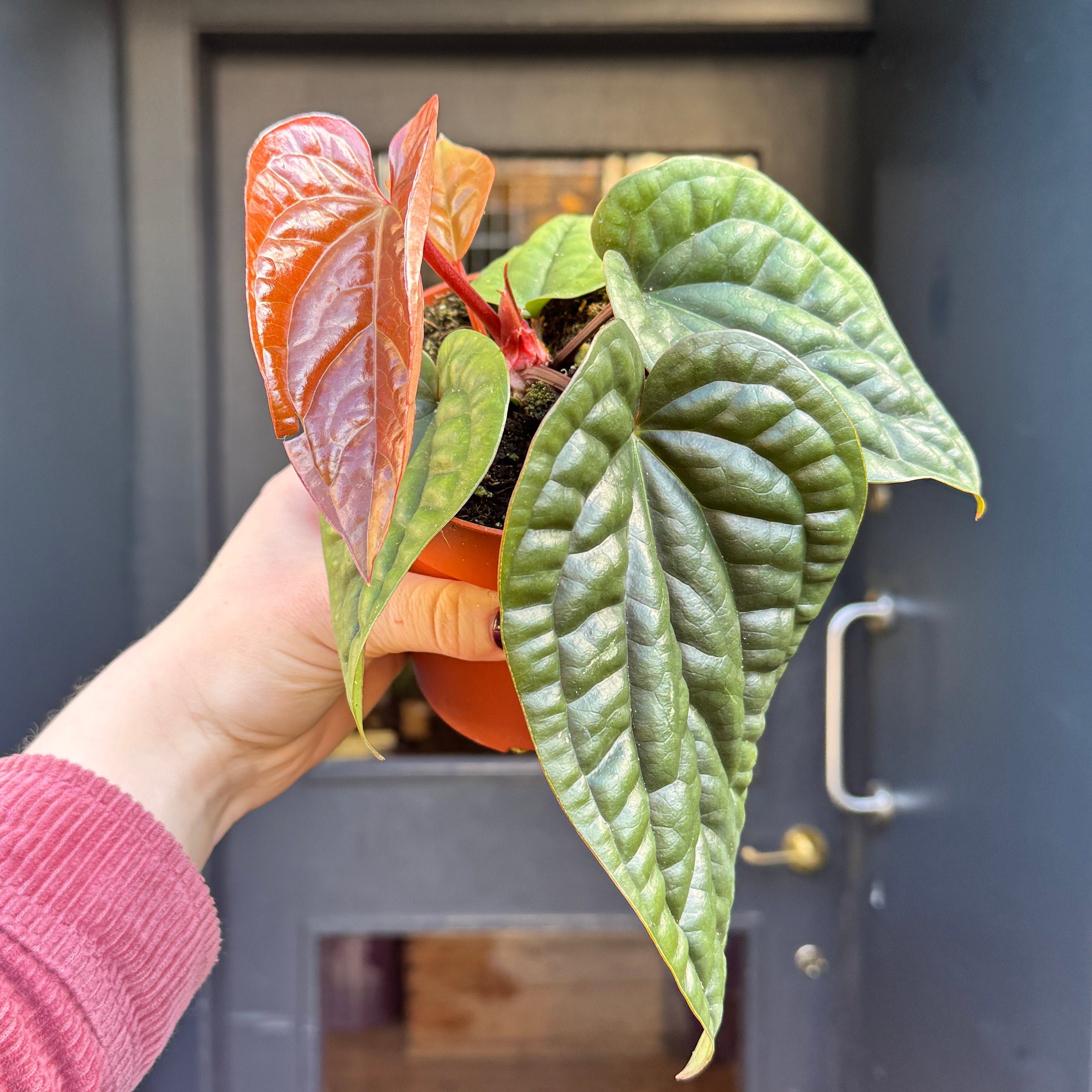 Anthurium radicans x luxurians 12cm | Textured Anthurium | grow urban.