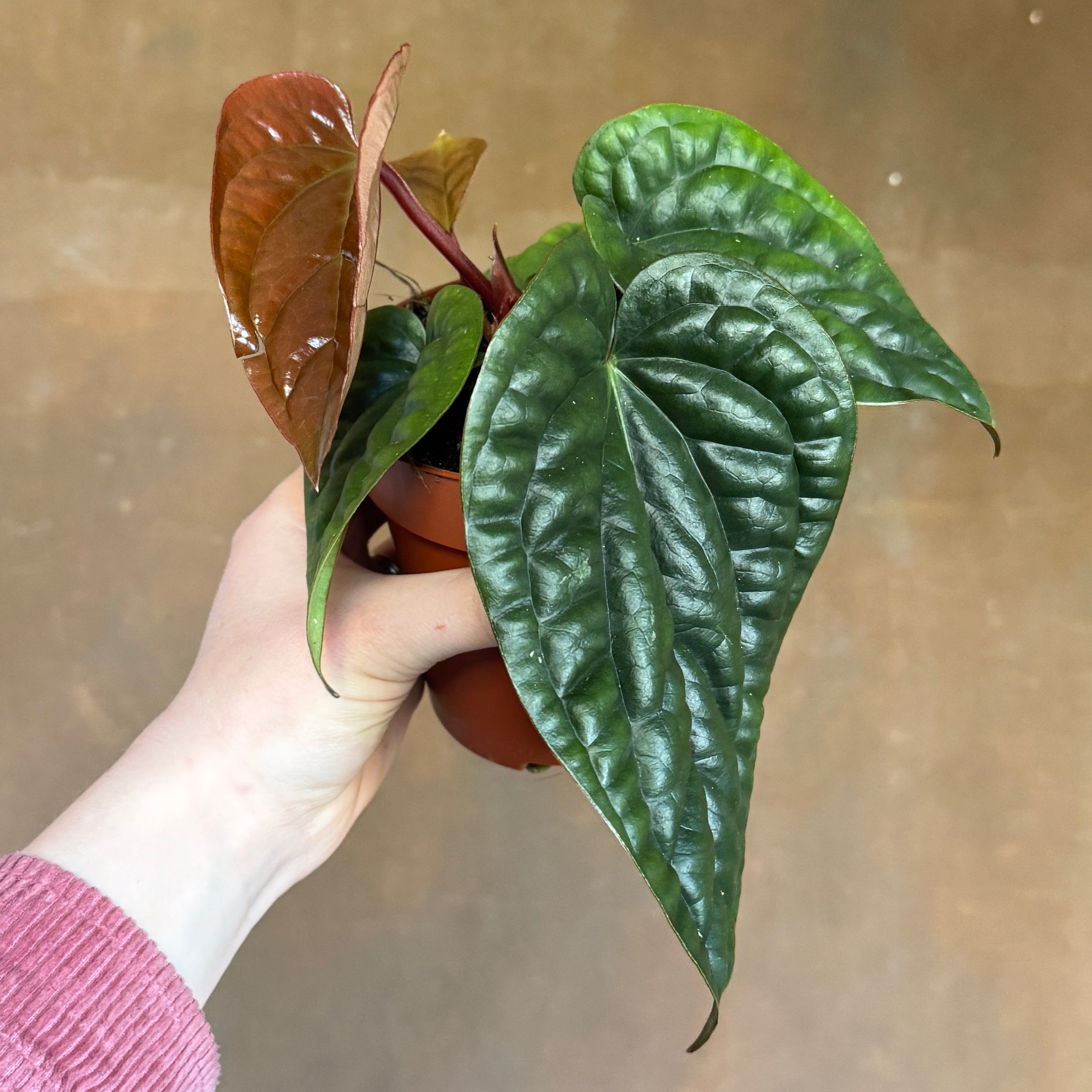 Anthurium radicans x luxurians 12cm | Textured Anthurium | grow urban.