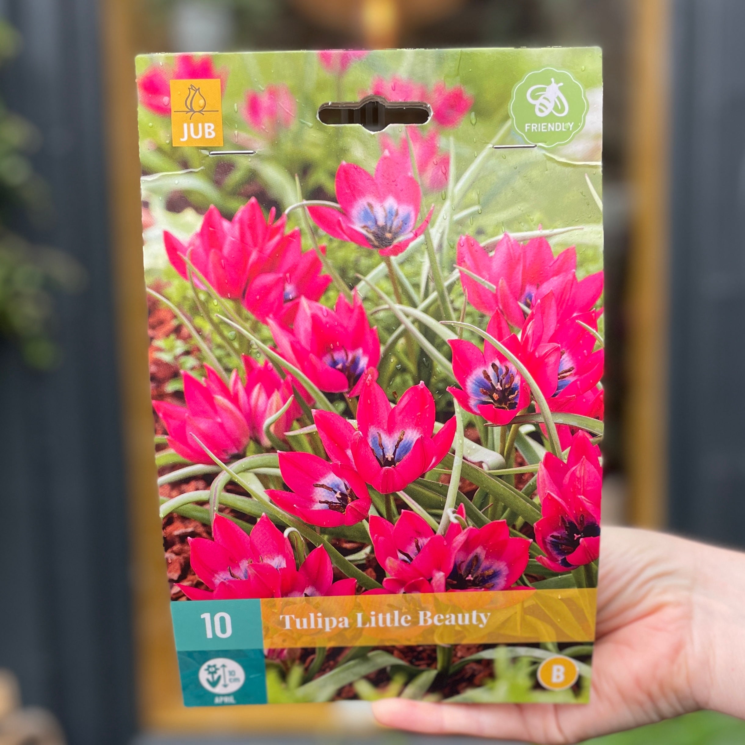 Tulip Bulbs for Autumn Planting (NOW 1/2 PRICE)