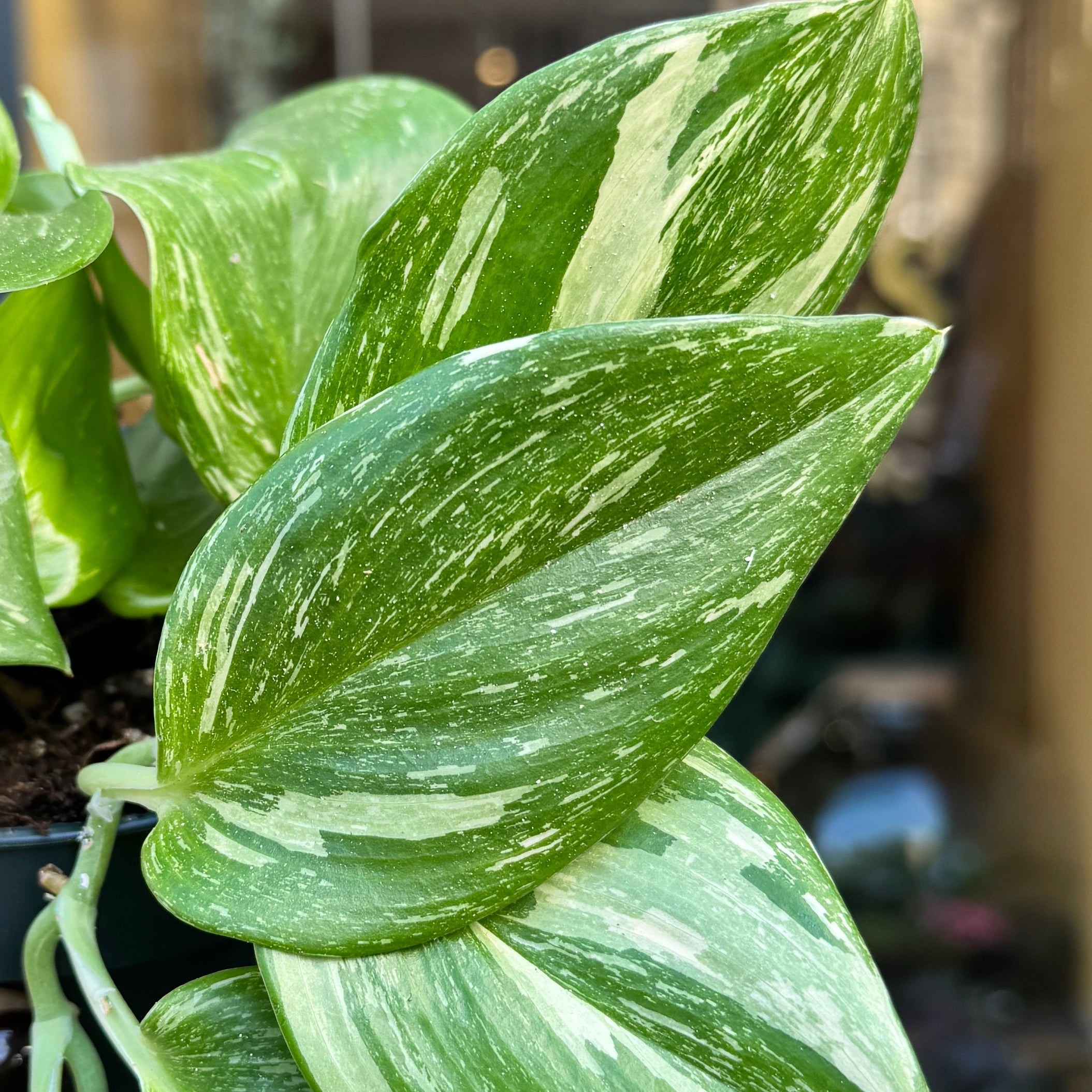 Epipremnum ‘Rubicon’