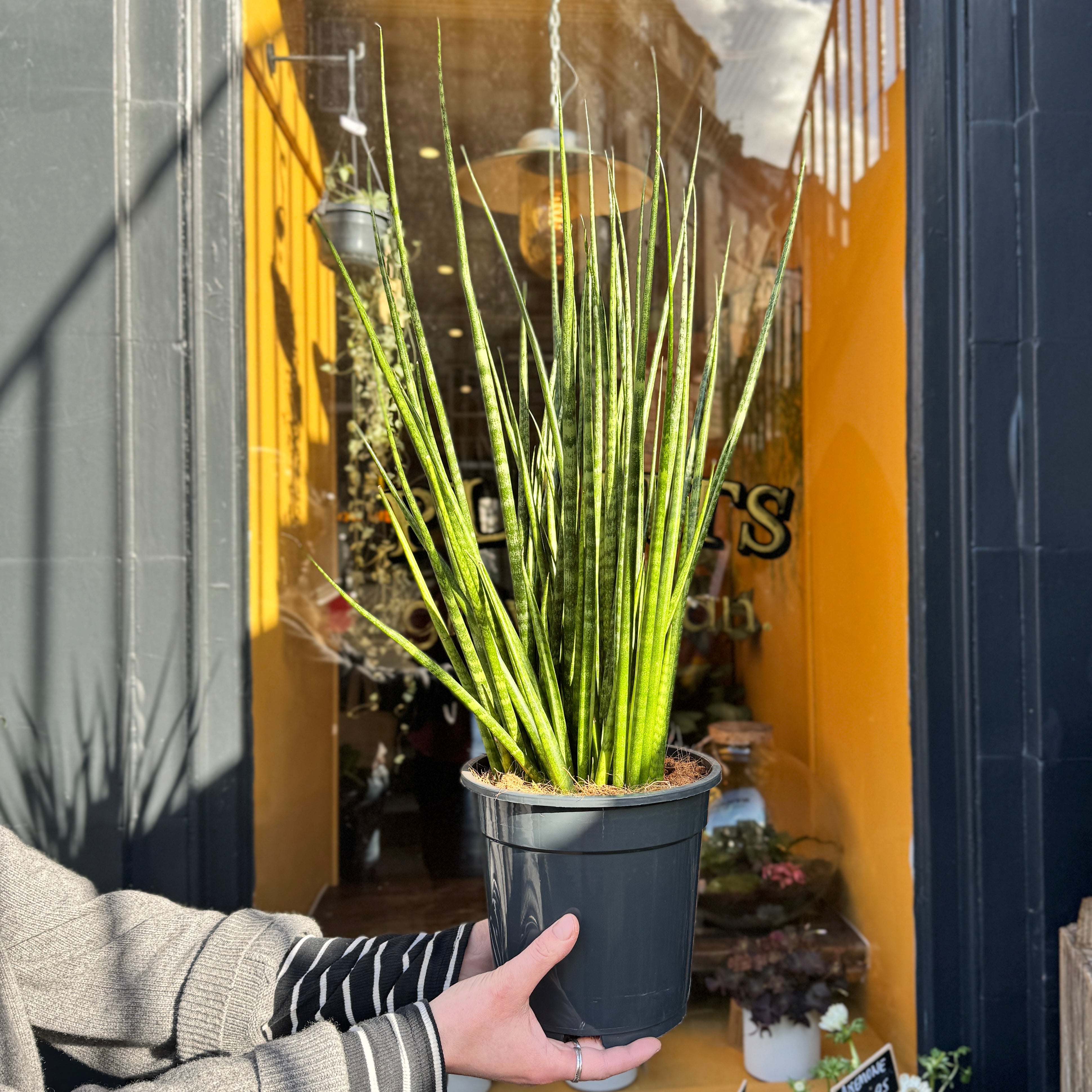 Sansevieria 'Digitorum' XL 19cm | Large Snake Plant | grow urban.