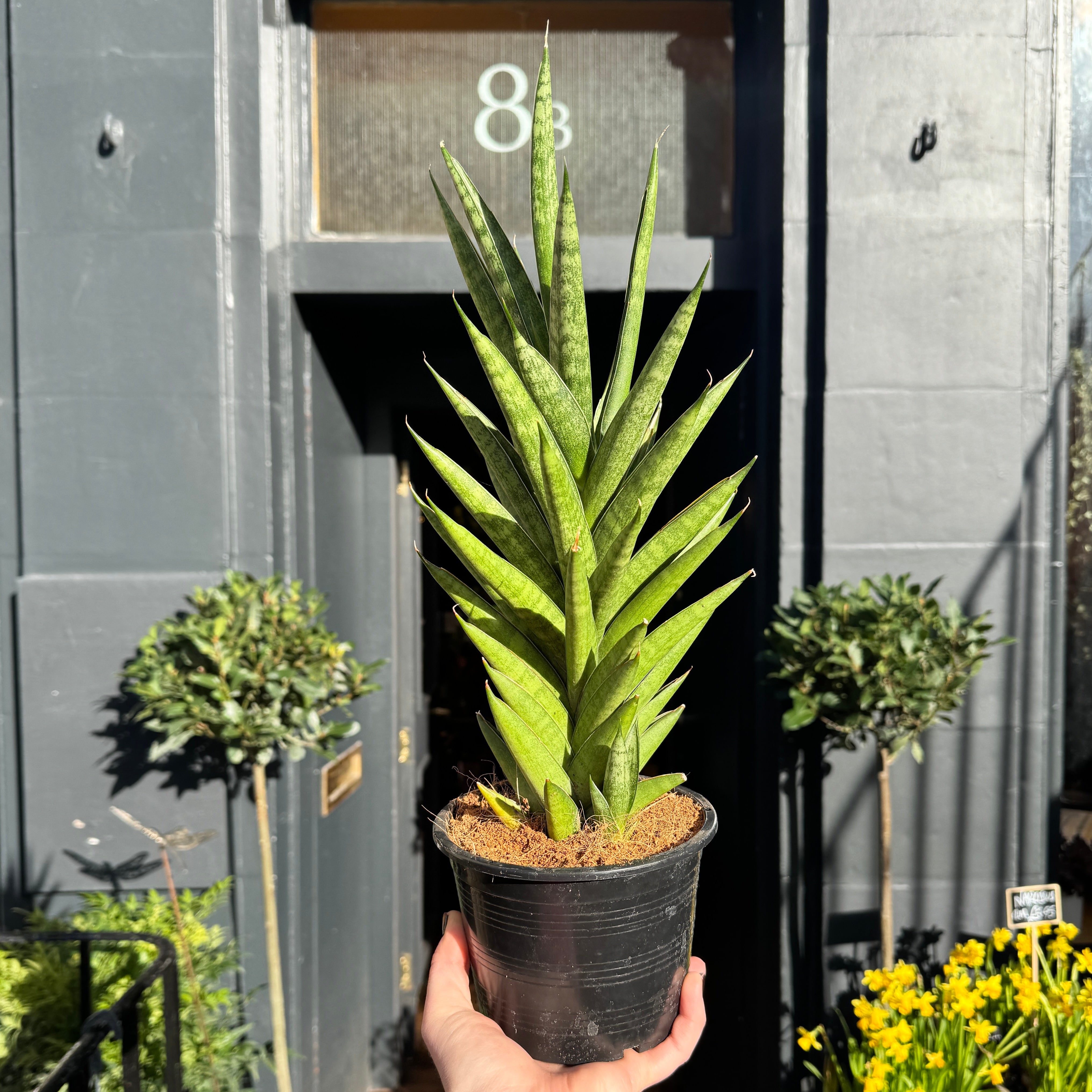 Sansevieria cylindrica 'Starshooter'