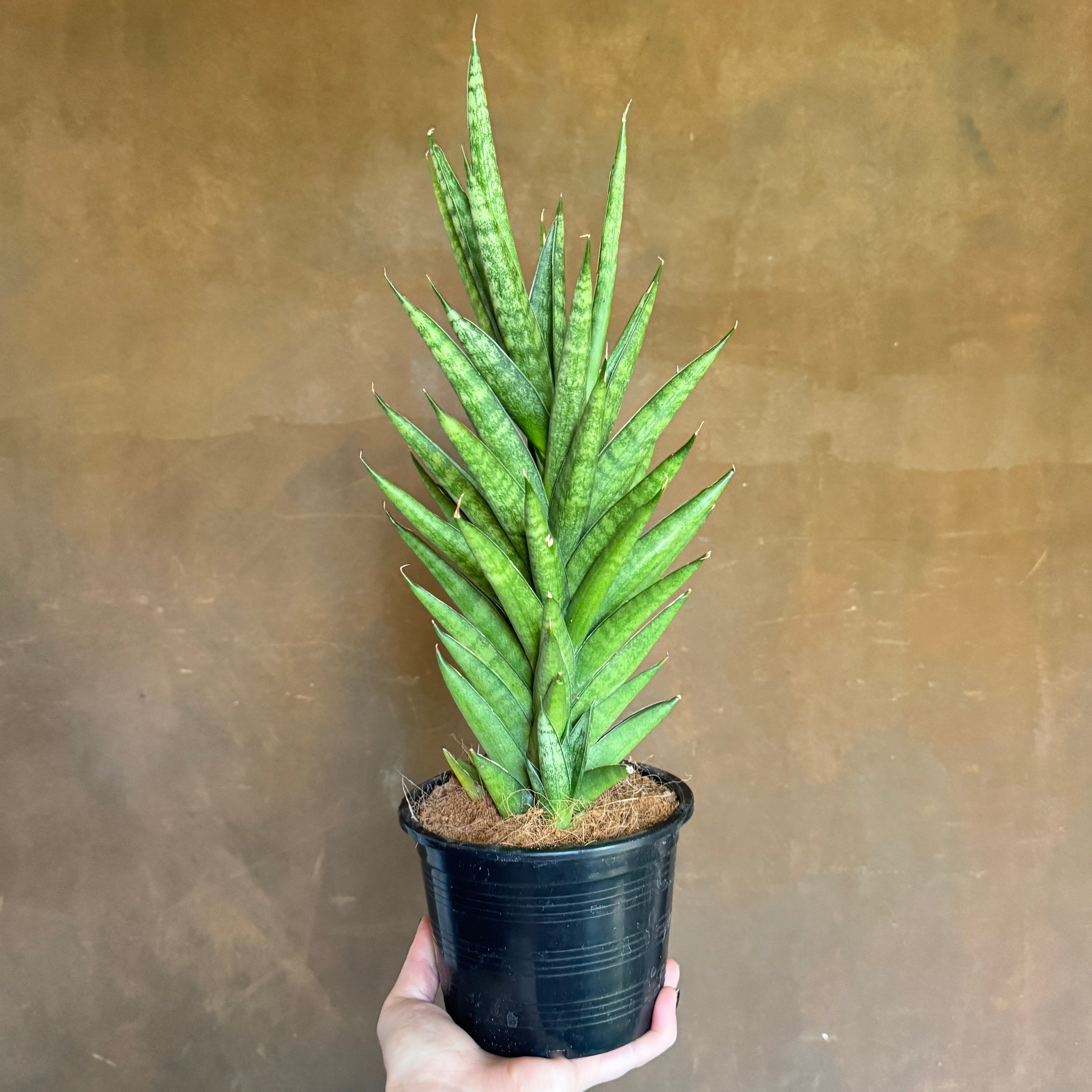 Sansevieria cylindrica 'Starshooter'